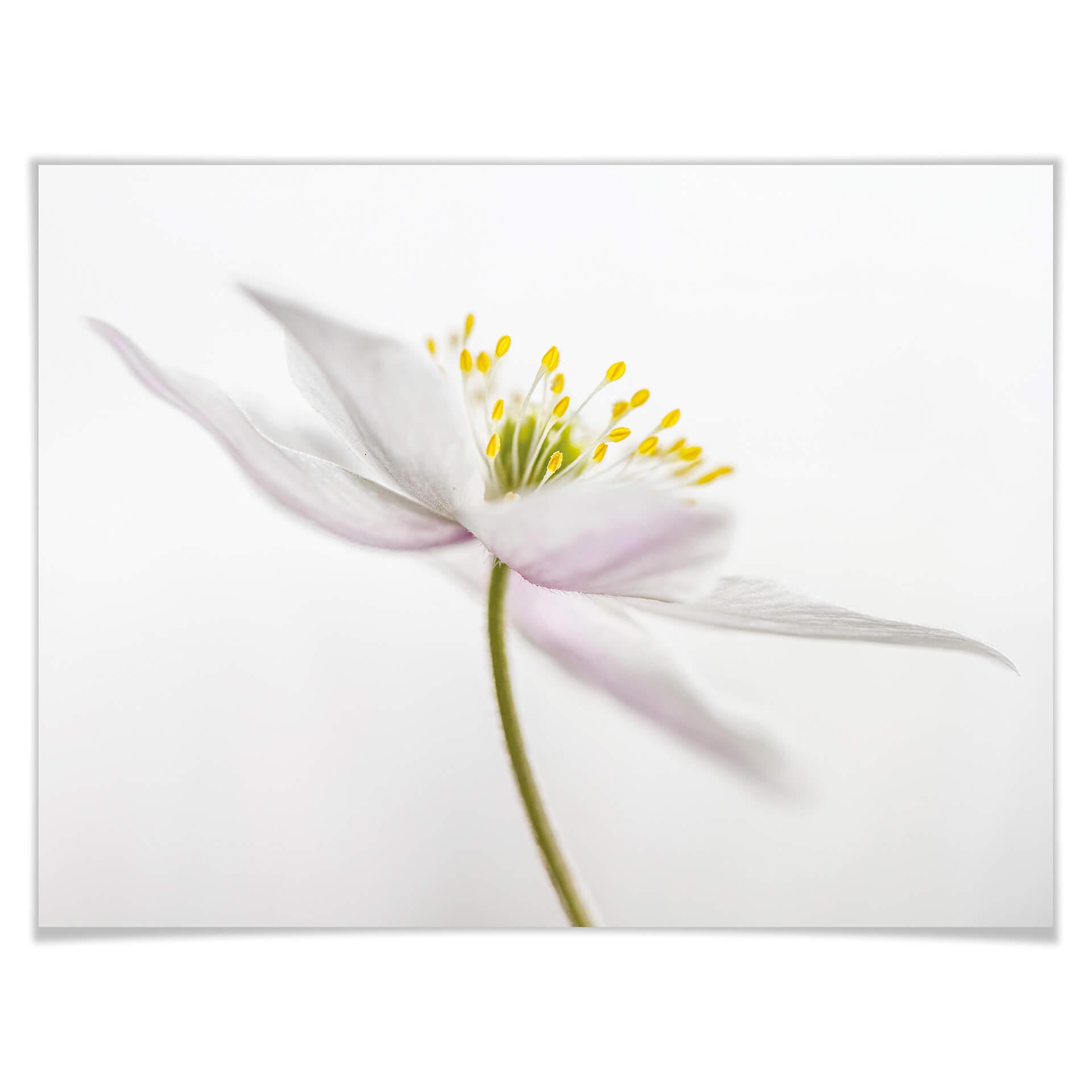 Póster Disher - Nemorosa