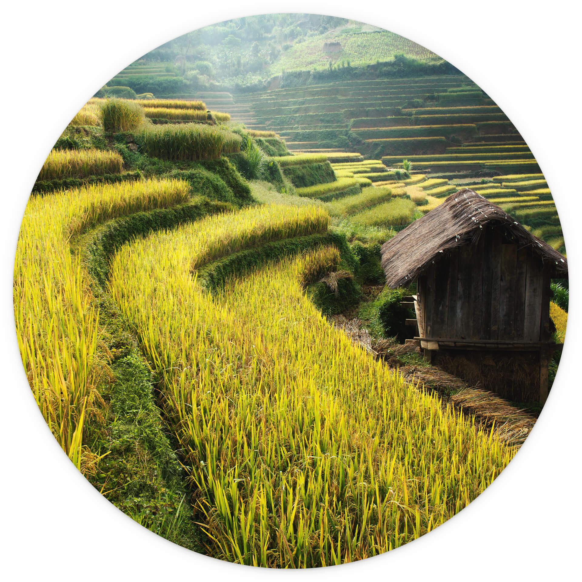 Behangcirkel Intarob - Rijstvelden in Vietnam - vliesbehang/zelfklevend vliesbehang