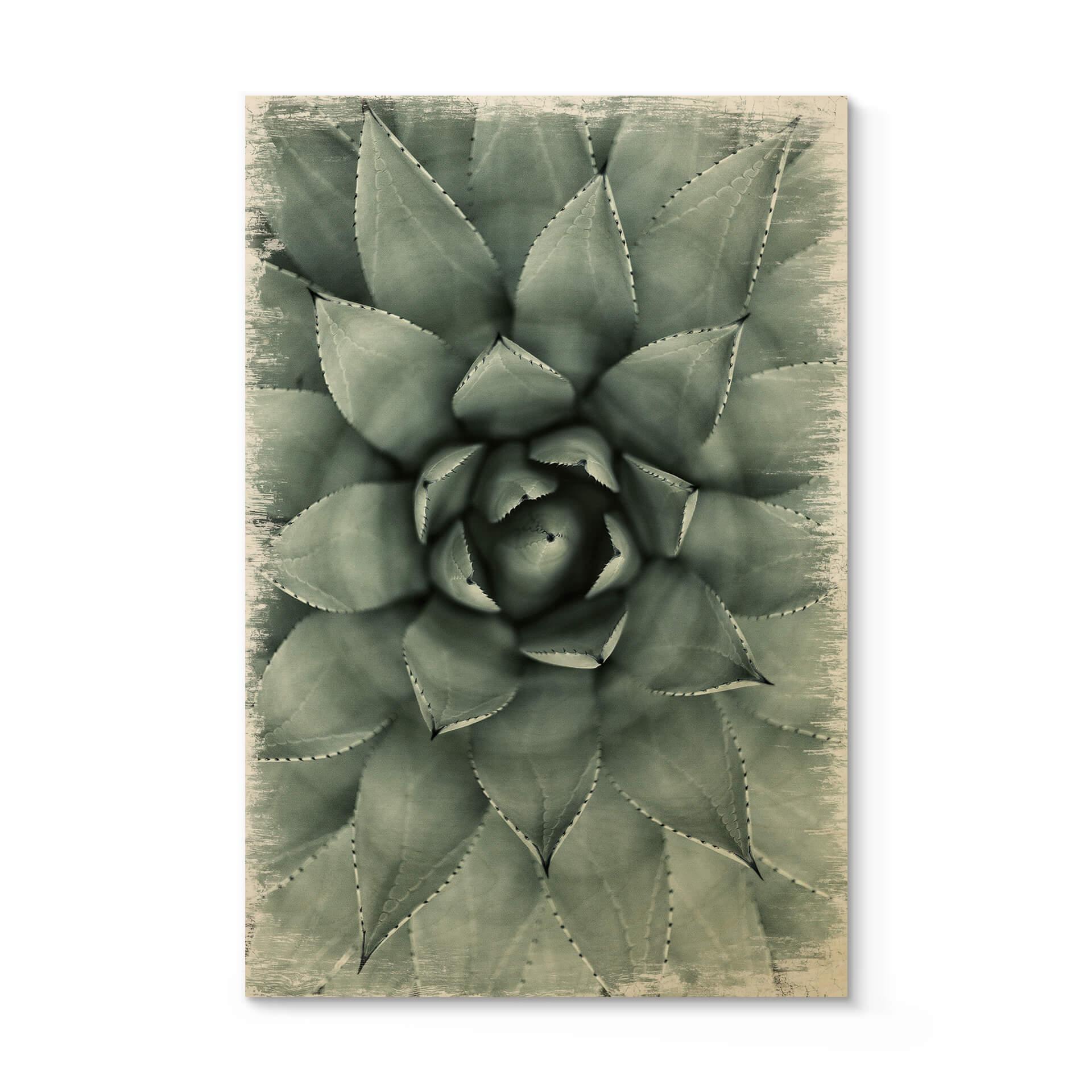 Billede af træ Agave 02