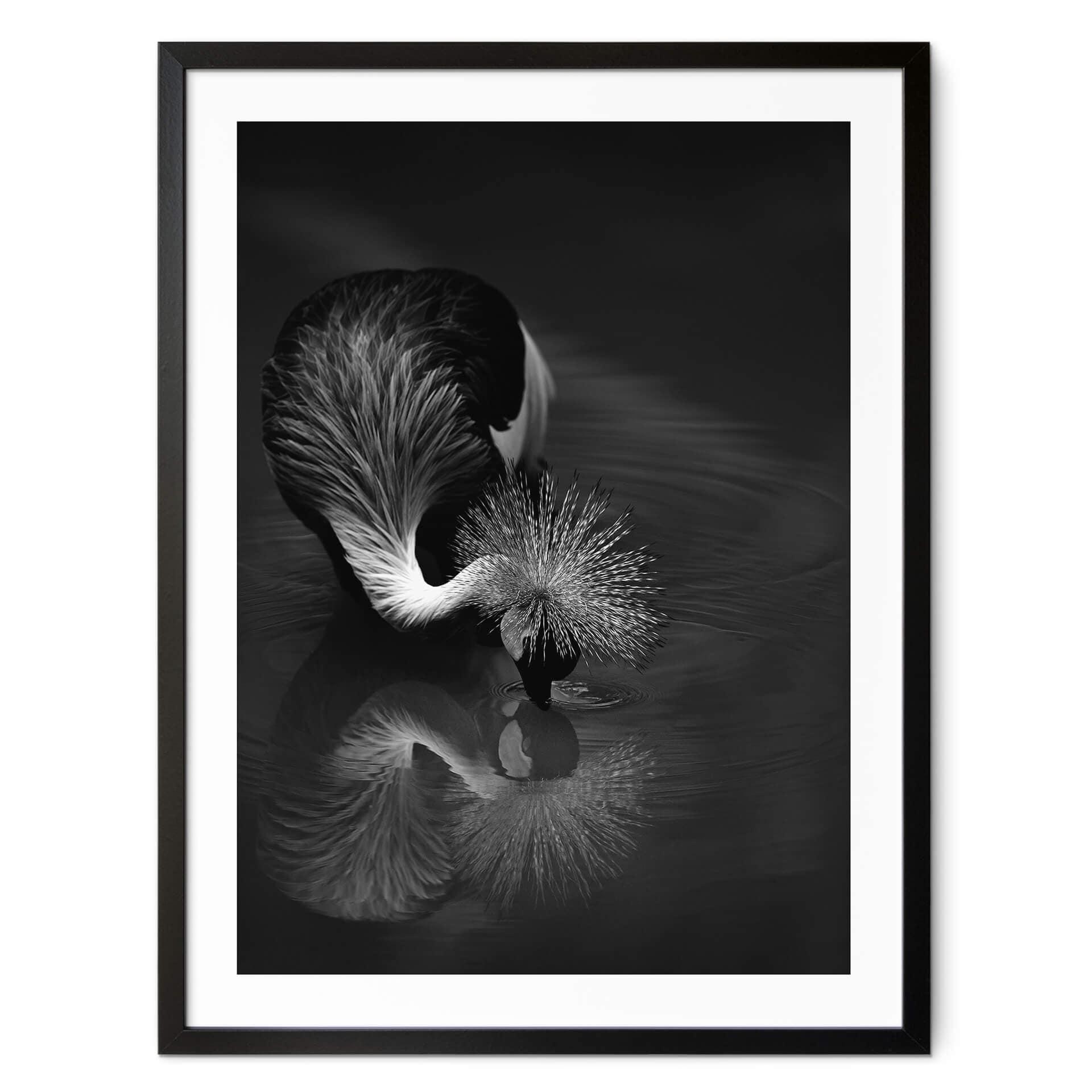 Póster Tjandra - Reflejo de pájaro - blanco y negro
