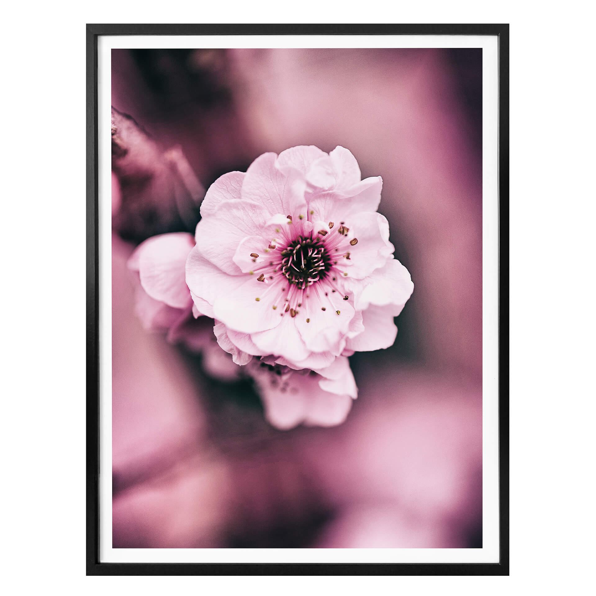 Plakat - Blomsterpragt - detaljer