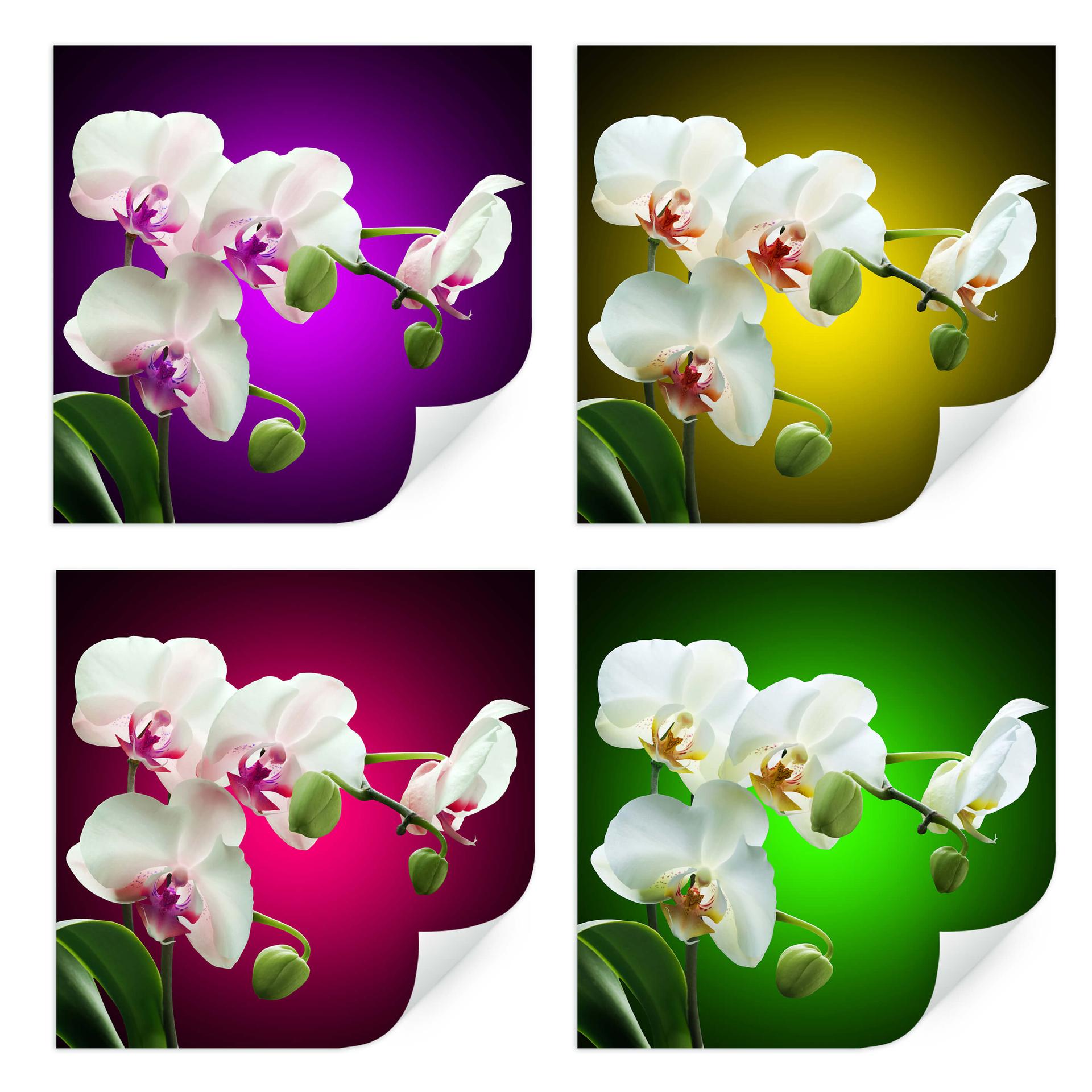 Zelfklevende Poster  Beautiful Orchid