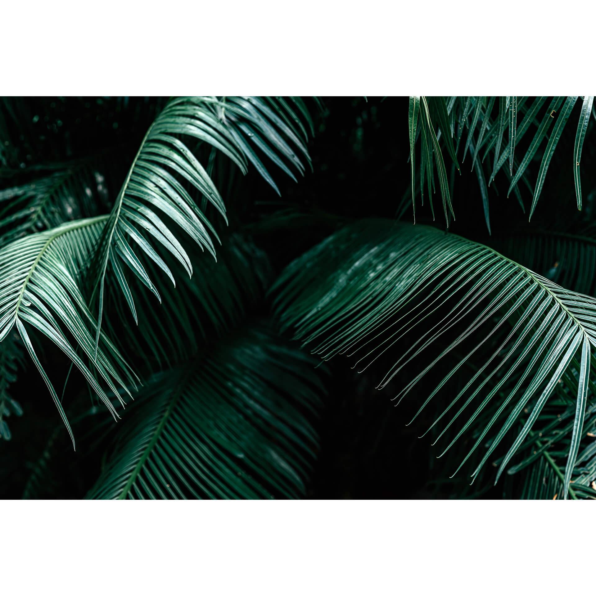 Fotobehang Tropisch Botanisch