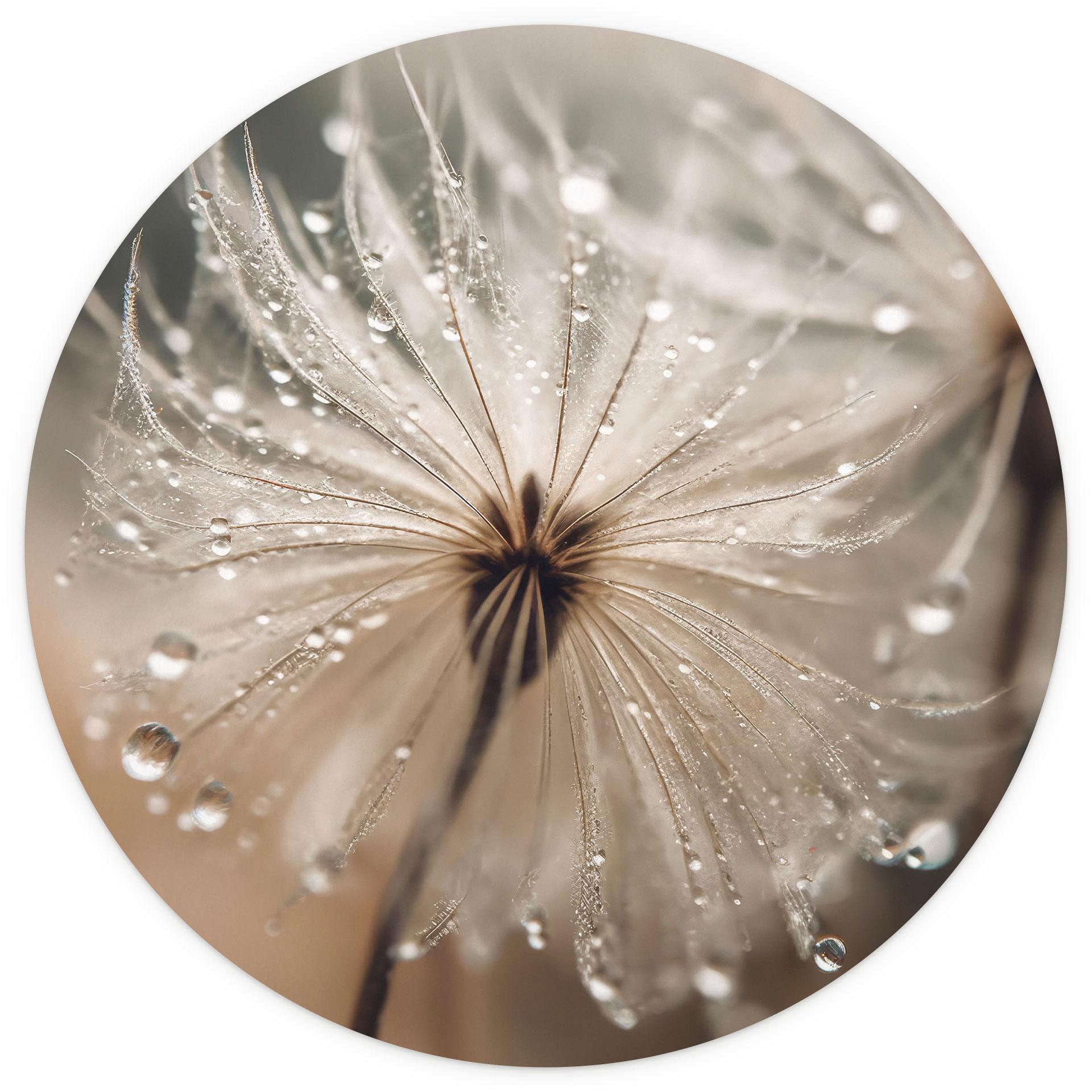 Behangcirkel Paardenbloem in ochtenddauw - Treechild - vliesbehang/zelfklevend vliesbehang