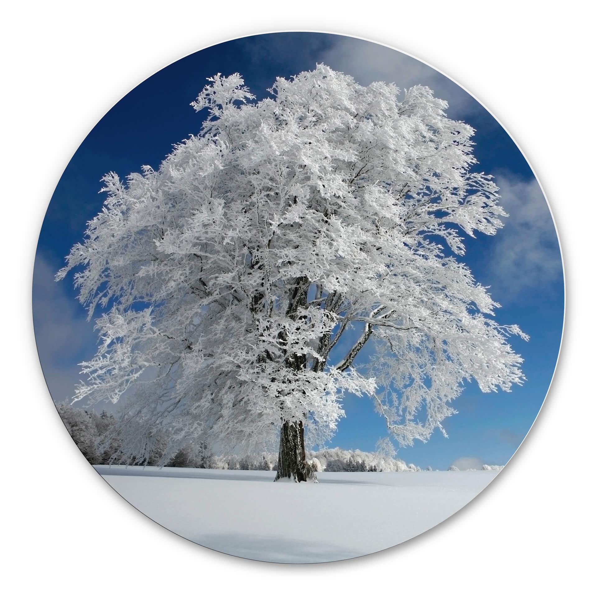 Wandcirkel Schumacher White Winter Tree