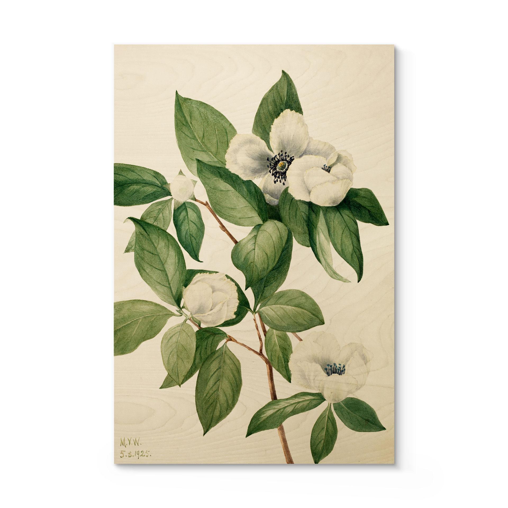Billede af træ botanisk illustration af en falsk kamelia - Walcott