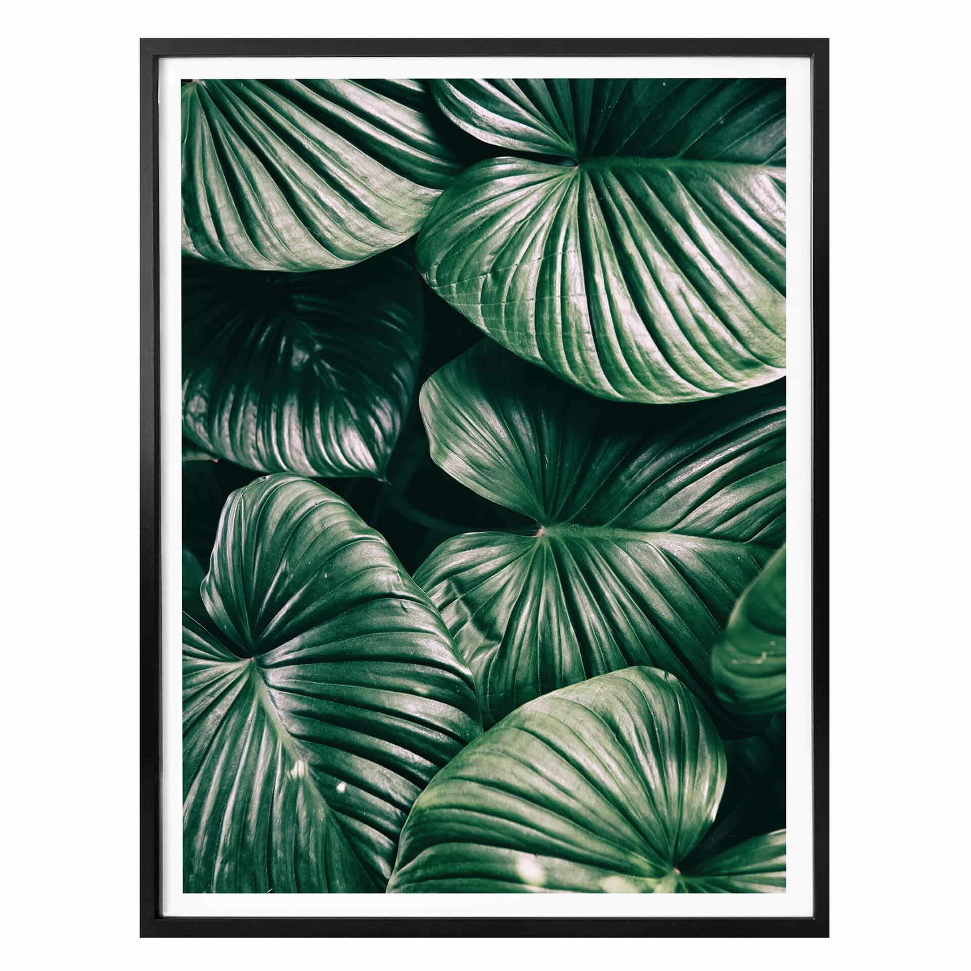 Plakat - Urban Jungle - Alocasia Calidora