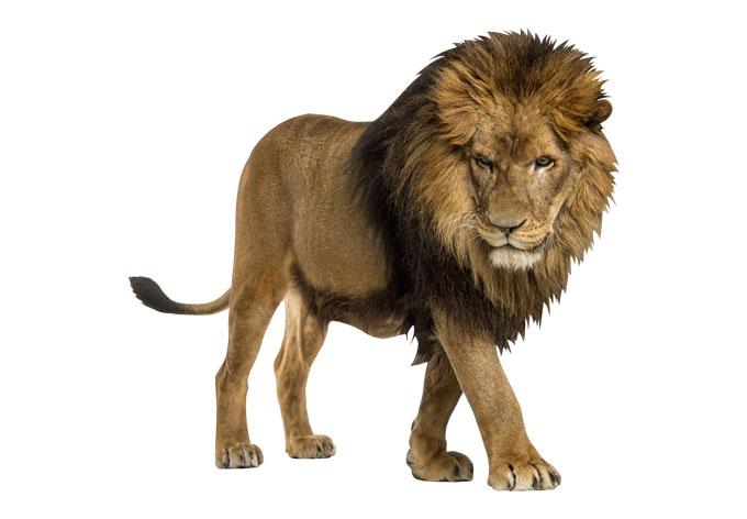 Wandtattoo Real Lion
