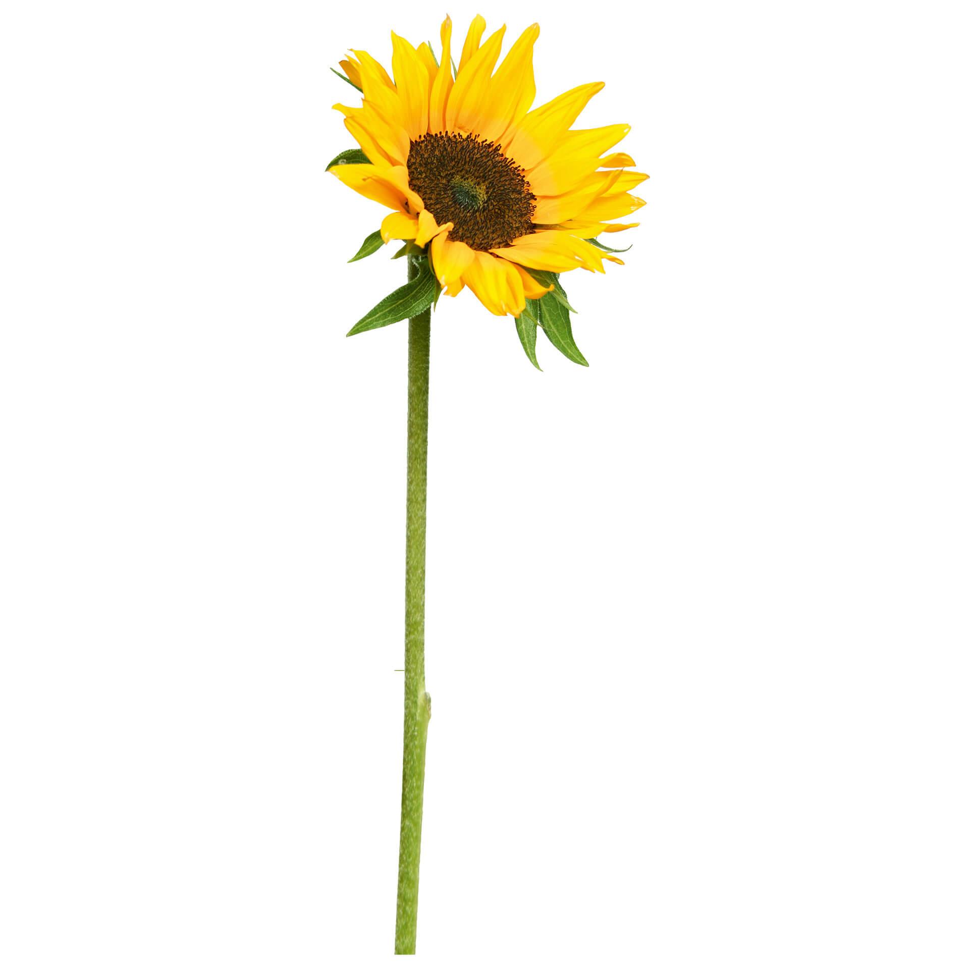 Muursticker Zonnebloem