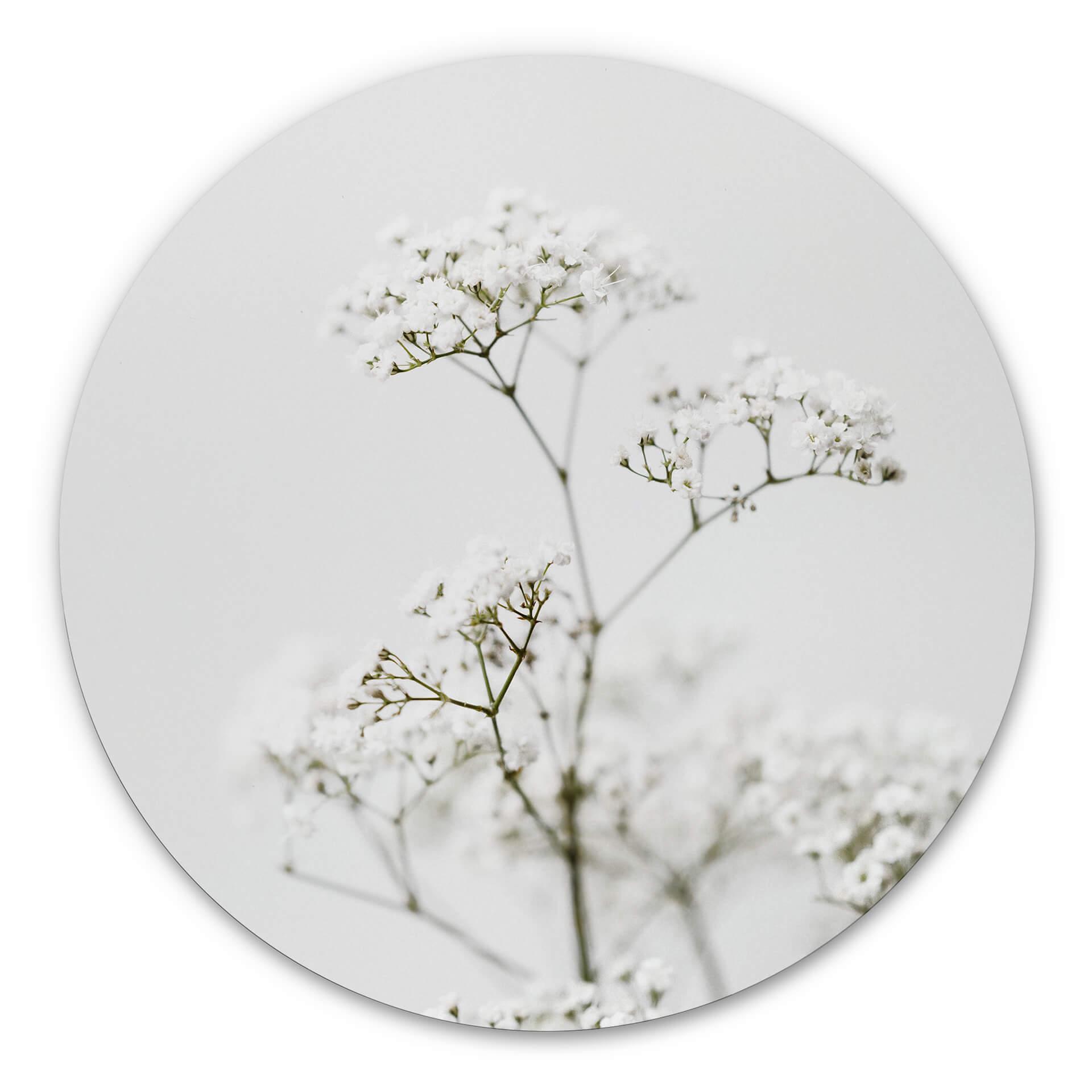 Tableau sur alu-Dibond Annie - Cerfeuil des prés - Rond