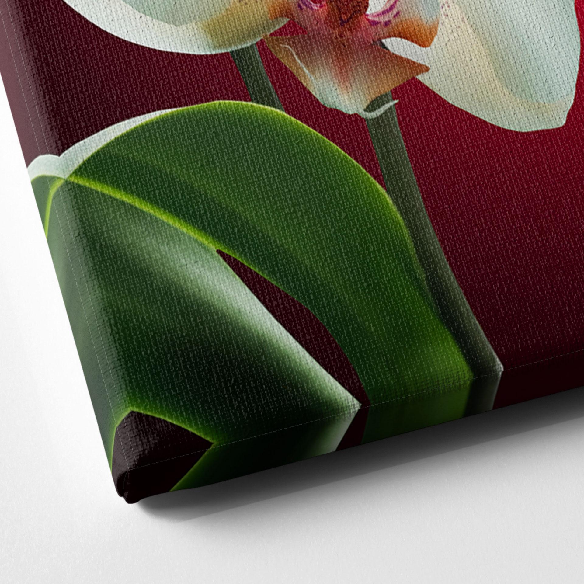 Canvas Prachtige orchidee - vierkant