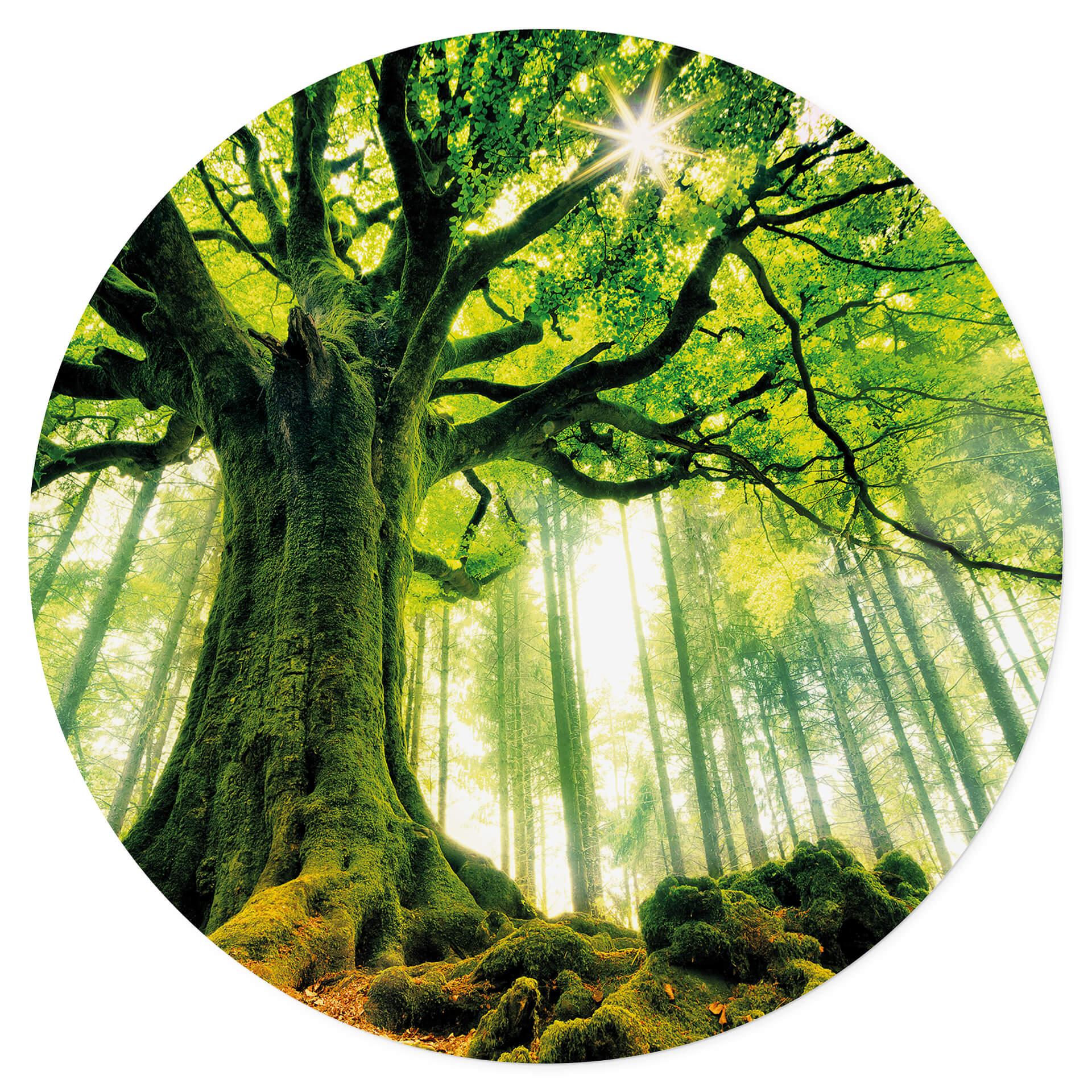 Vinilo decorativo Kiciak - Bosque de cuento de hadas - Redondo