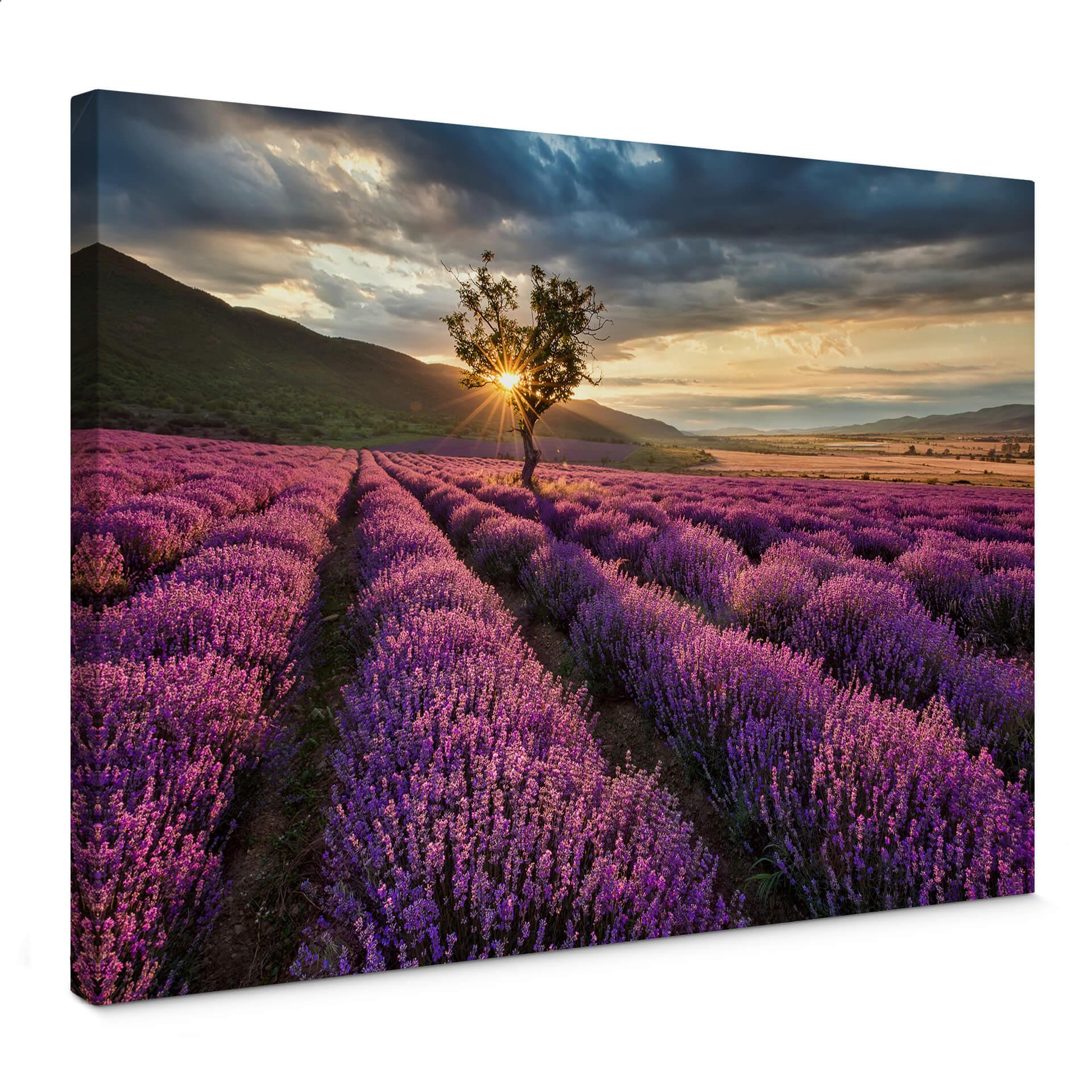 Lienzo flor de lavanda en Provenza
