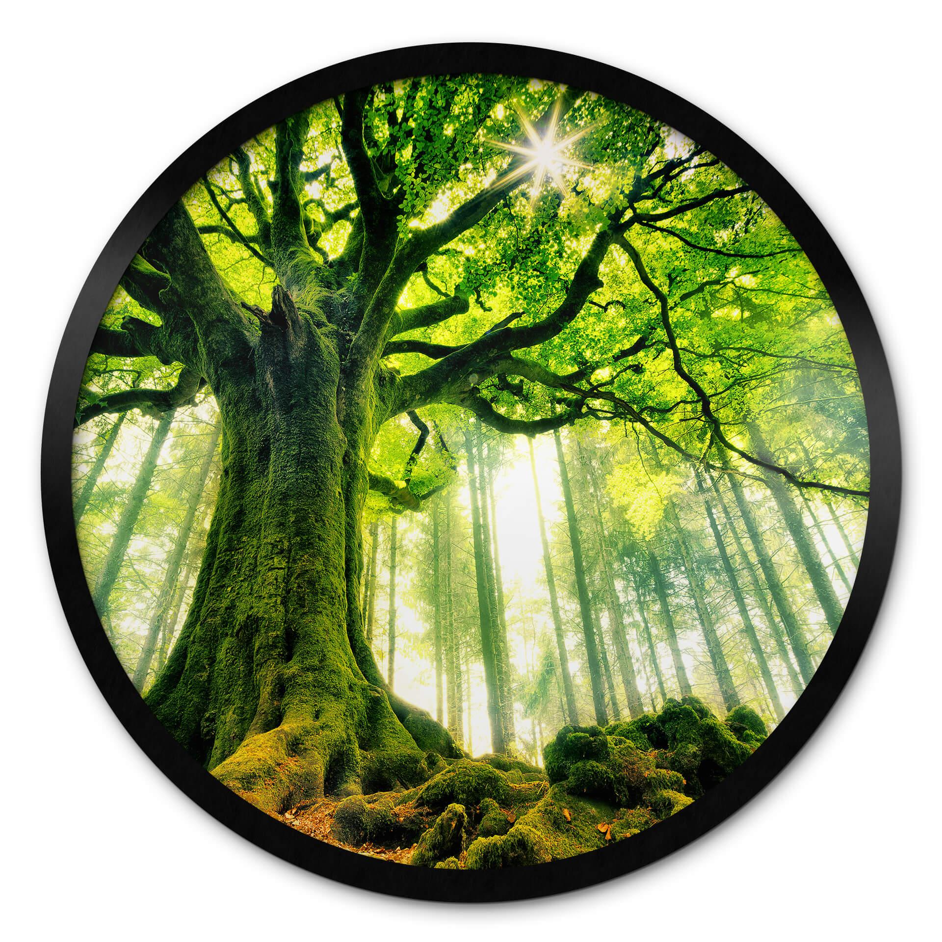 Póster Kiciak - Bosque de cuento de hadas - Redondo