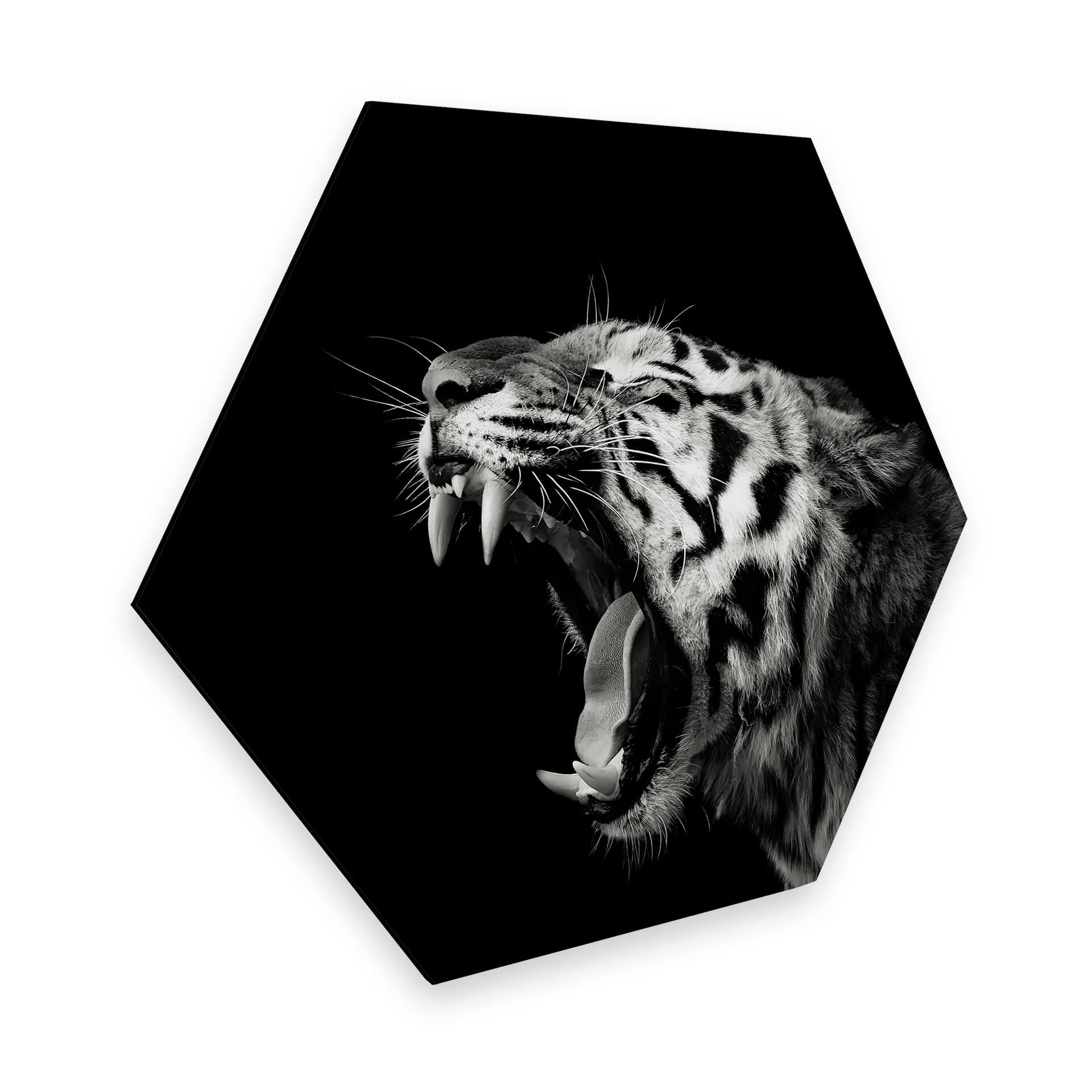 Hexagone - alu-Dibond Meermann - Le tigre