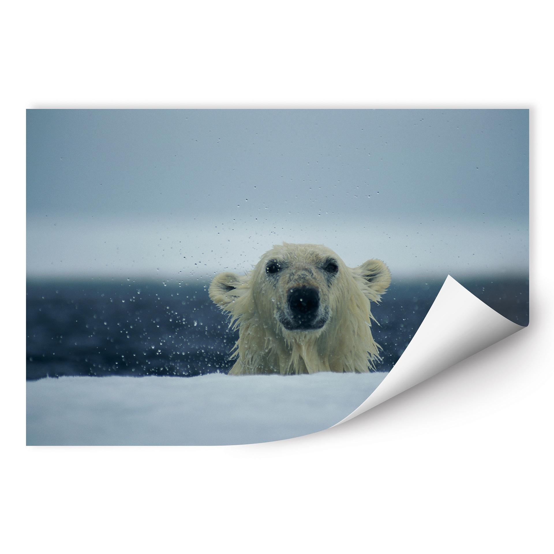 Poster autocollant - W - NG Ours Malicieux