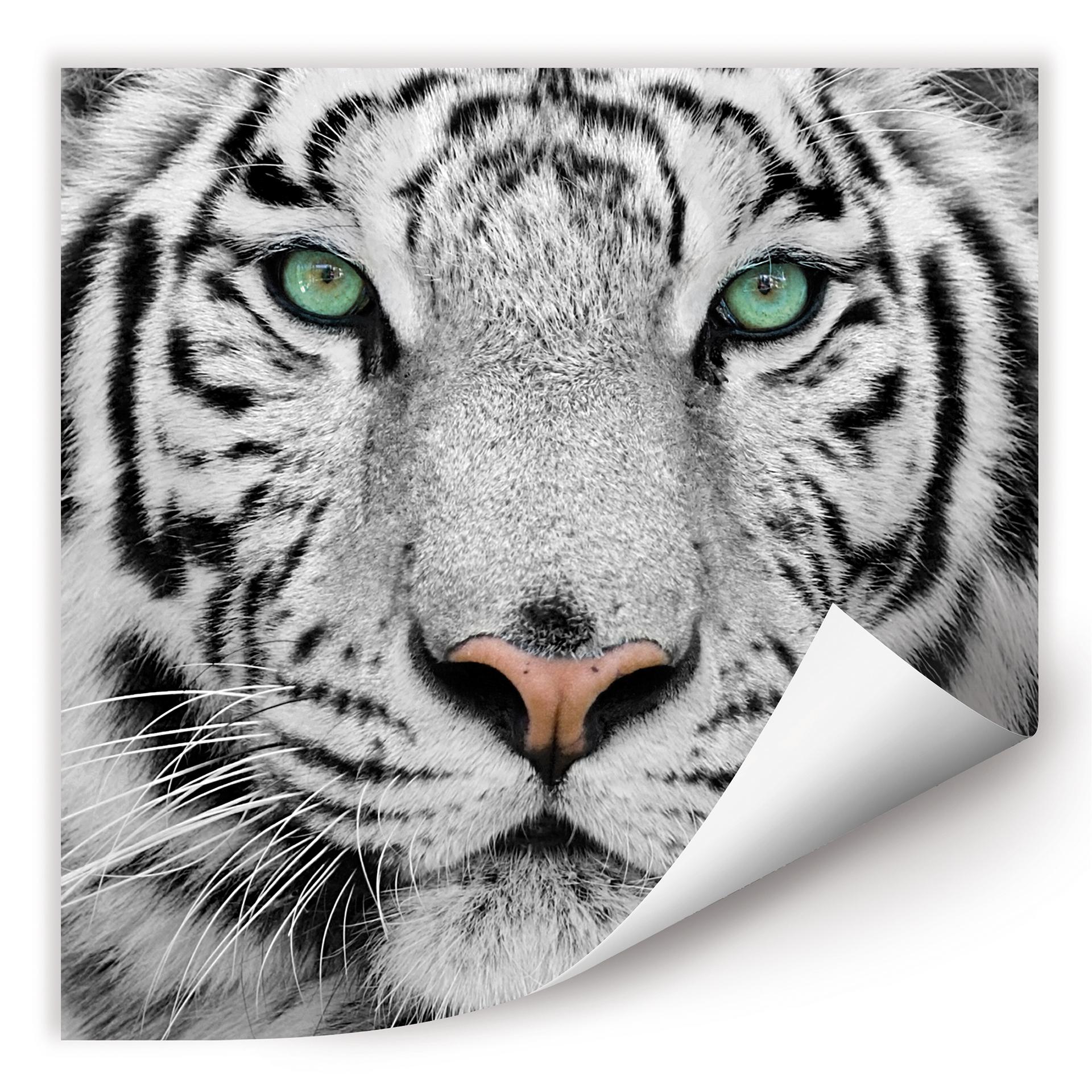 Zelfklevende Poster Gorgeous Sumatran Tiger