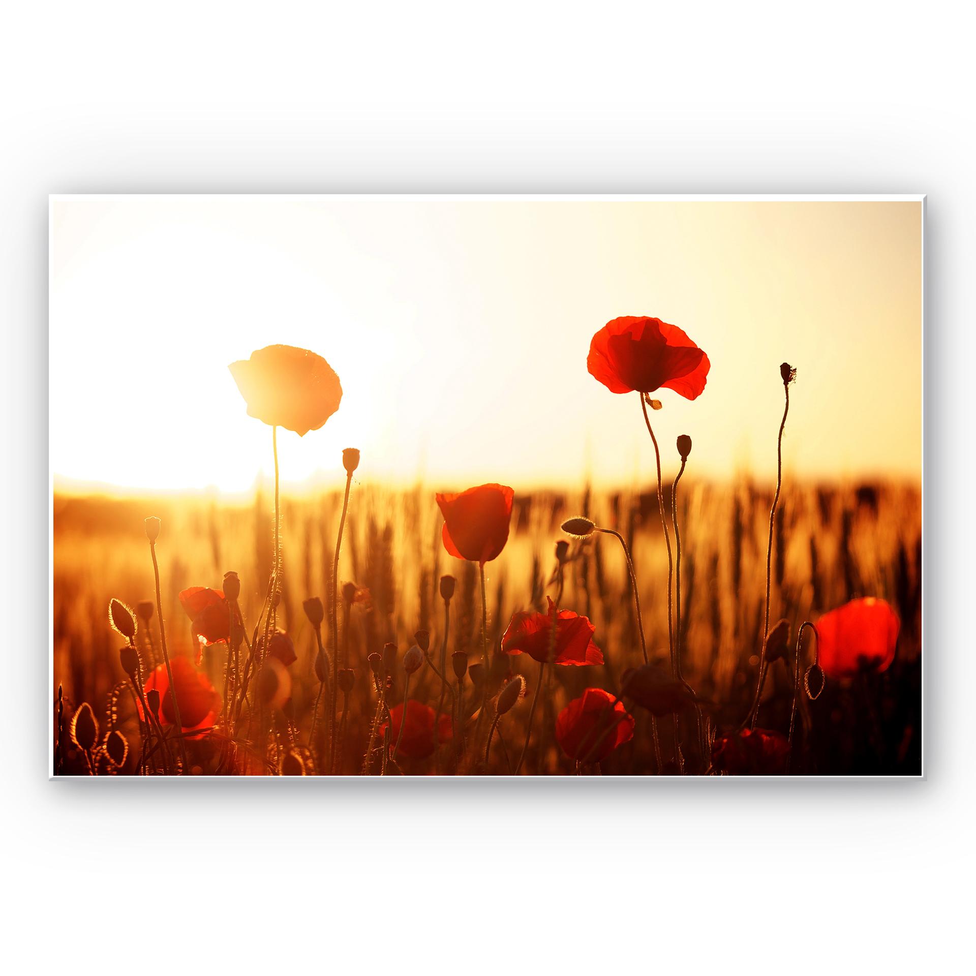 Tableau Forex - Coucher de soleil dans le champ de coquelicot