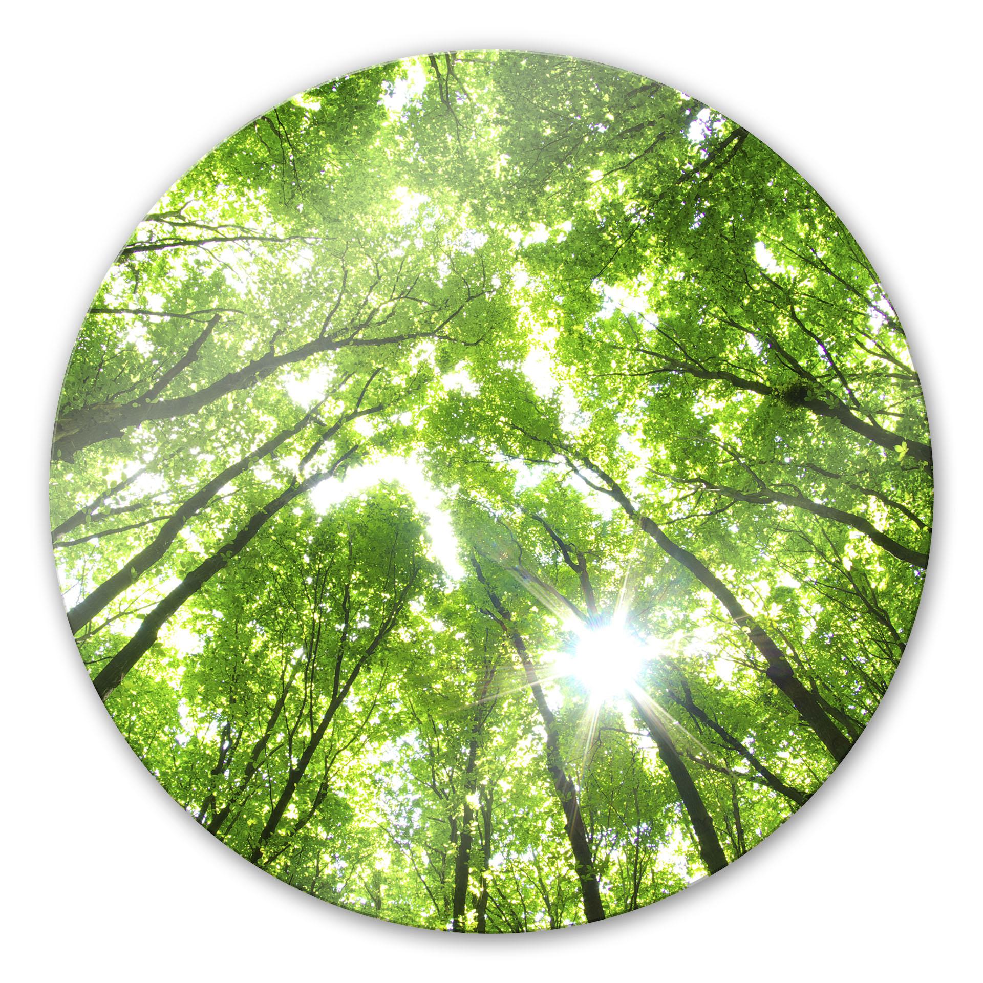 Tableau en verre - Sunny forest 2 - Rond