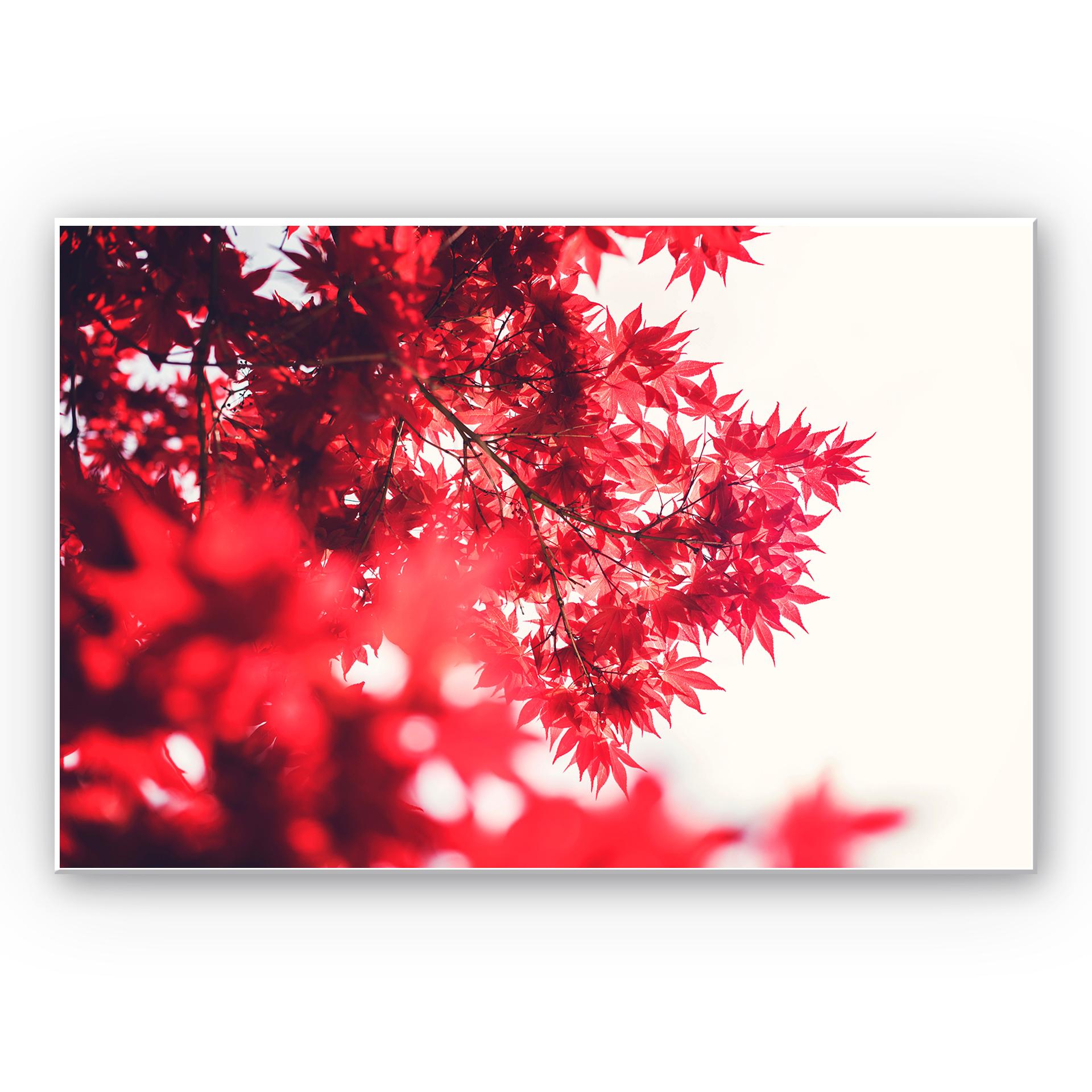 Tableau Forex - Érable en automne