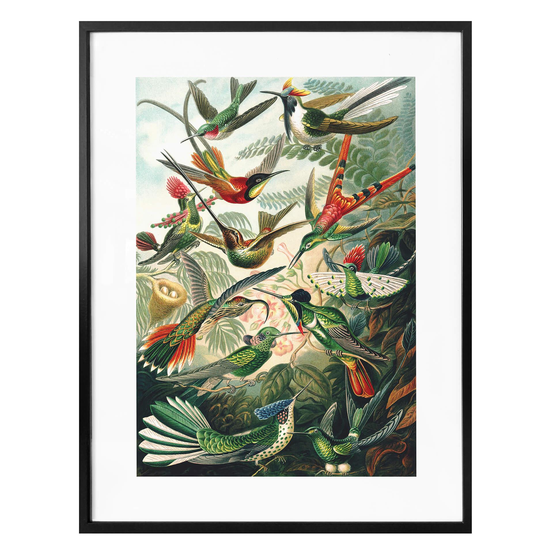 Póster Haeckel - Colibríes