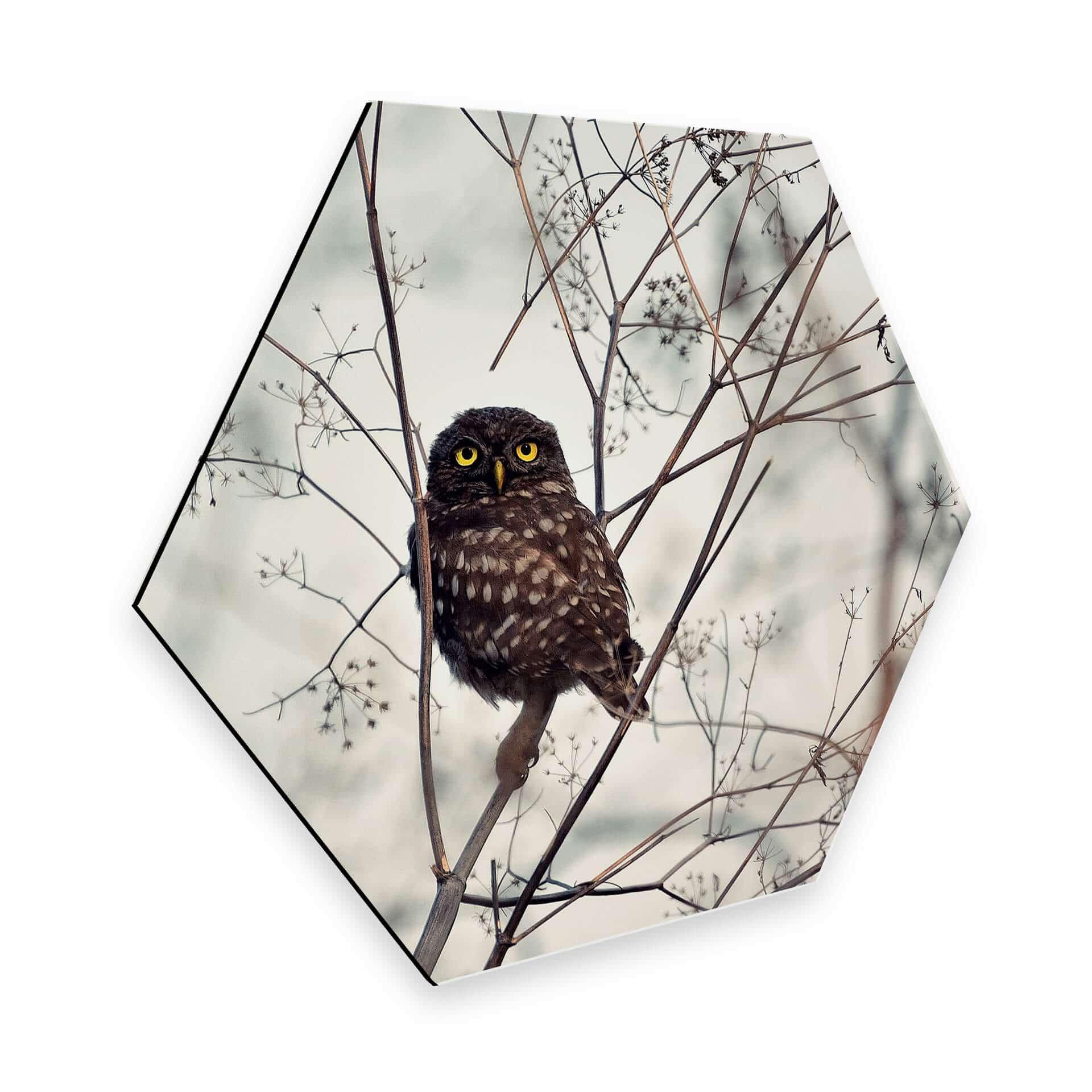 Hexagone - Alu-Dibond Avramescu - Yeux du hibou