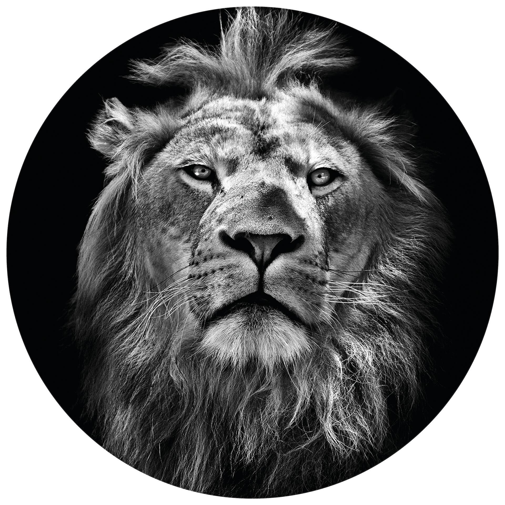 Fototapete - Lion - Rund - Selbstklebend/Vlies