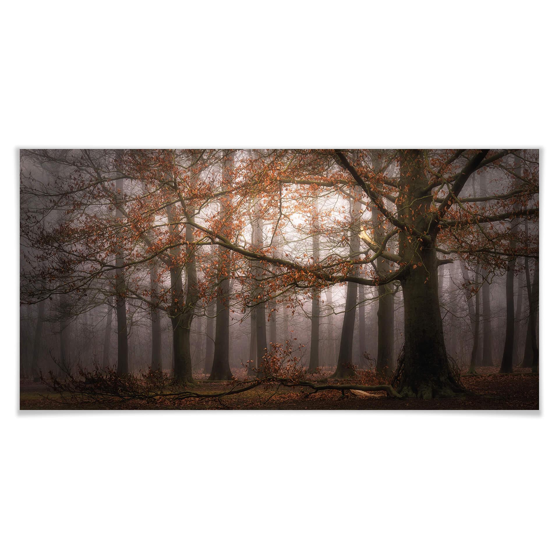 Póster Dingemans - Niebla en el bosque de otoño - Panorama