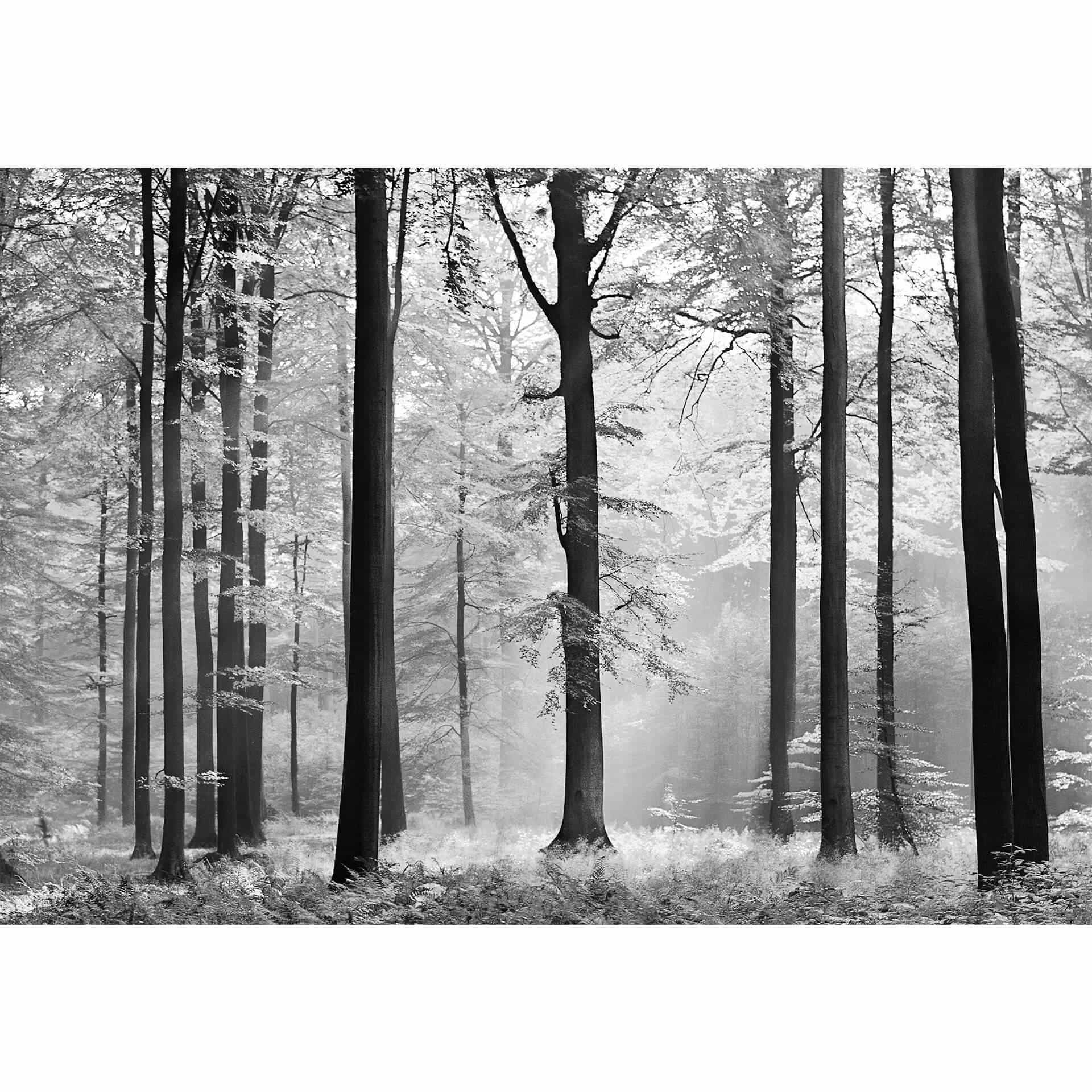 Fotobehang Papierbehang Avalon - 366x254 cm