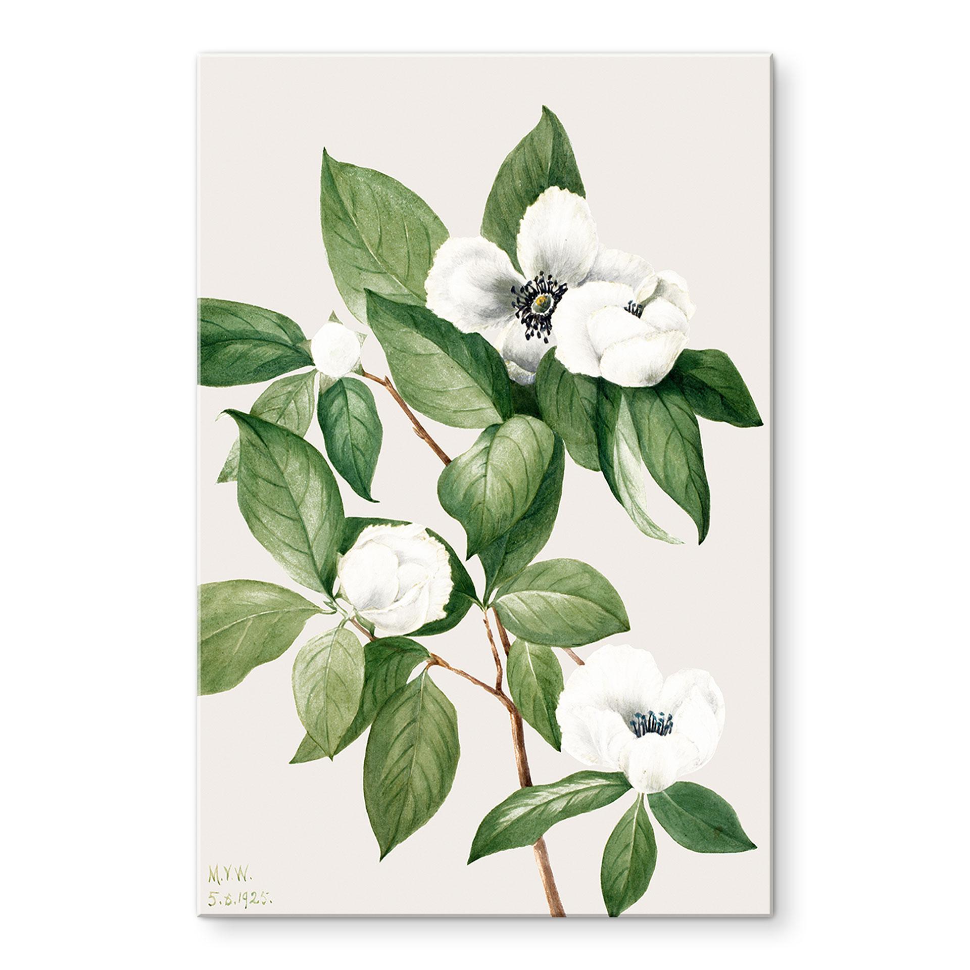 Akrylbillede botanik-illustration af en falsk kamelia - Walcott