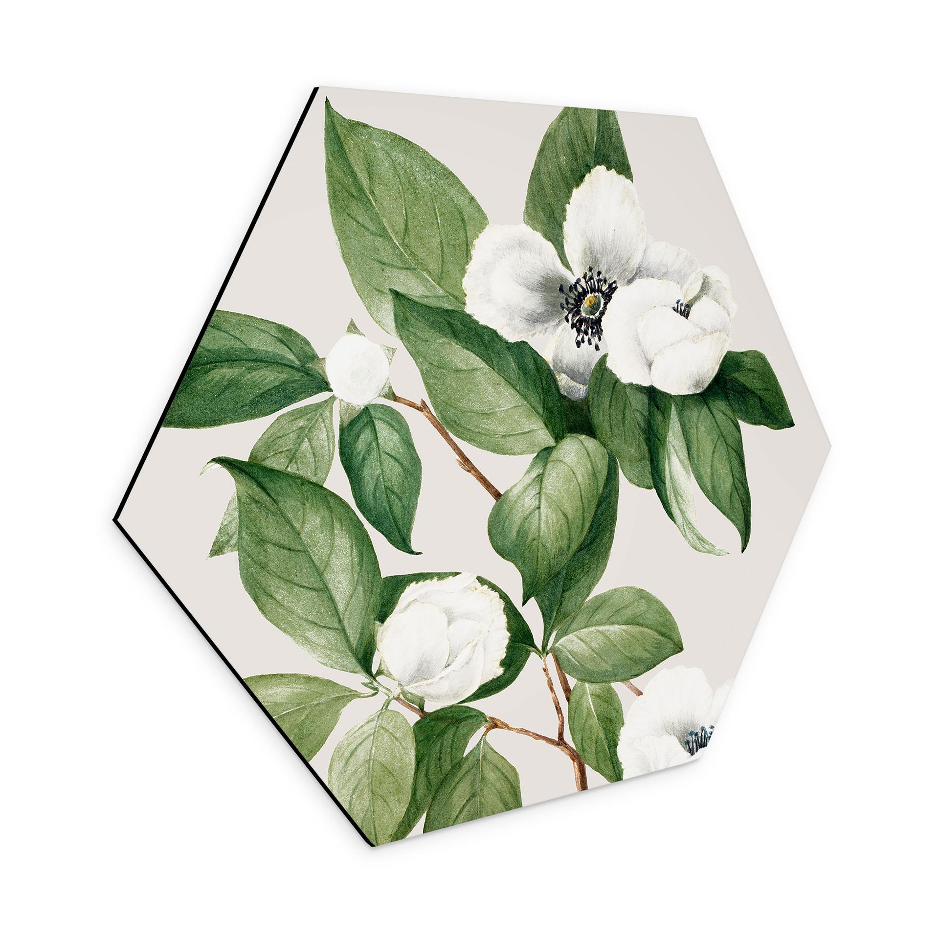 Hexagon Wandbild Botanik Illustration einer Scheinkamelie - Walcott - Alu-Dibond