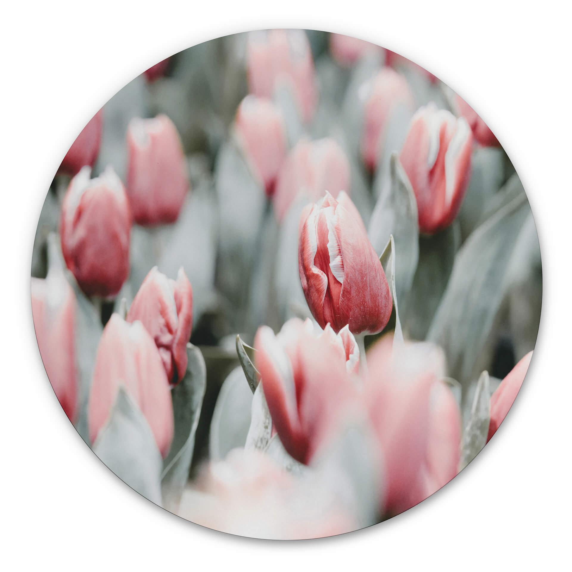 Tableau sur alu-Dibond Annie - Tulipes de printemps - Rond
