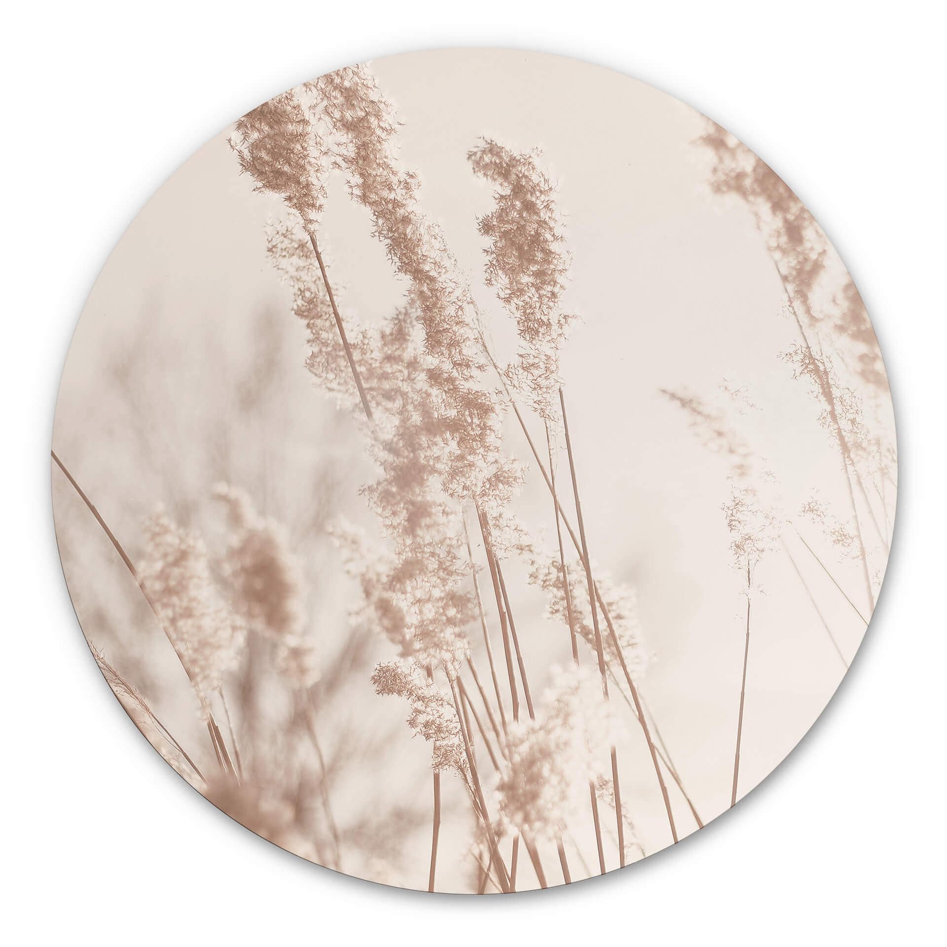 Tableau en alu-Dibond Graminées au soleil - Rond