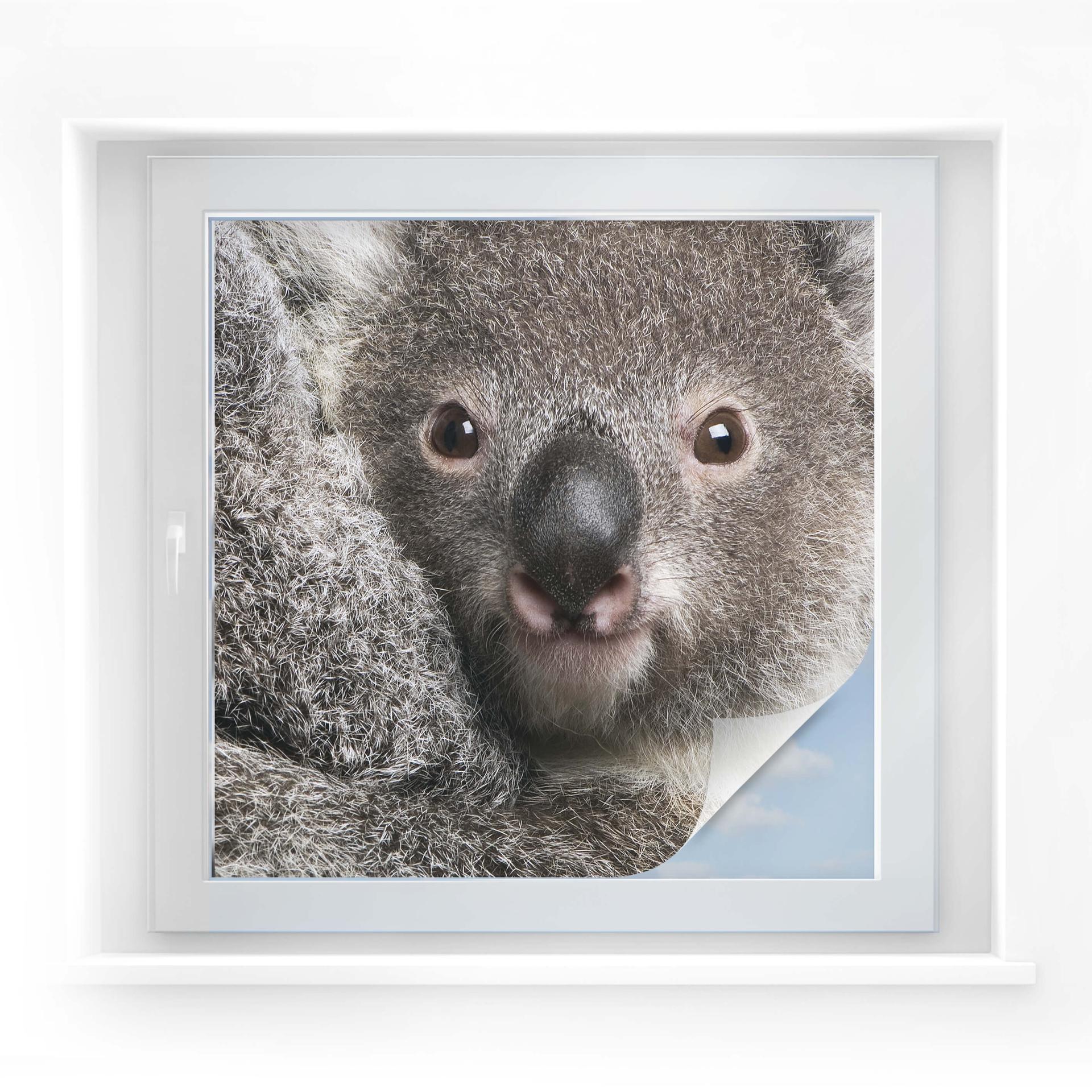 Film occultant - Cuddly Koala - carré