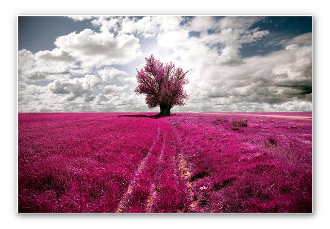Tableau Forex - The Lonely Tree