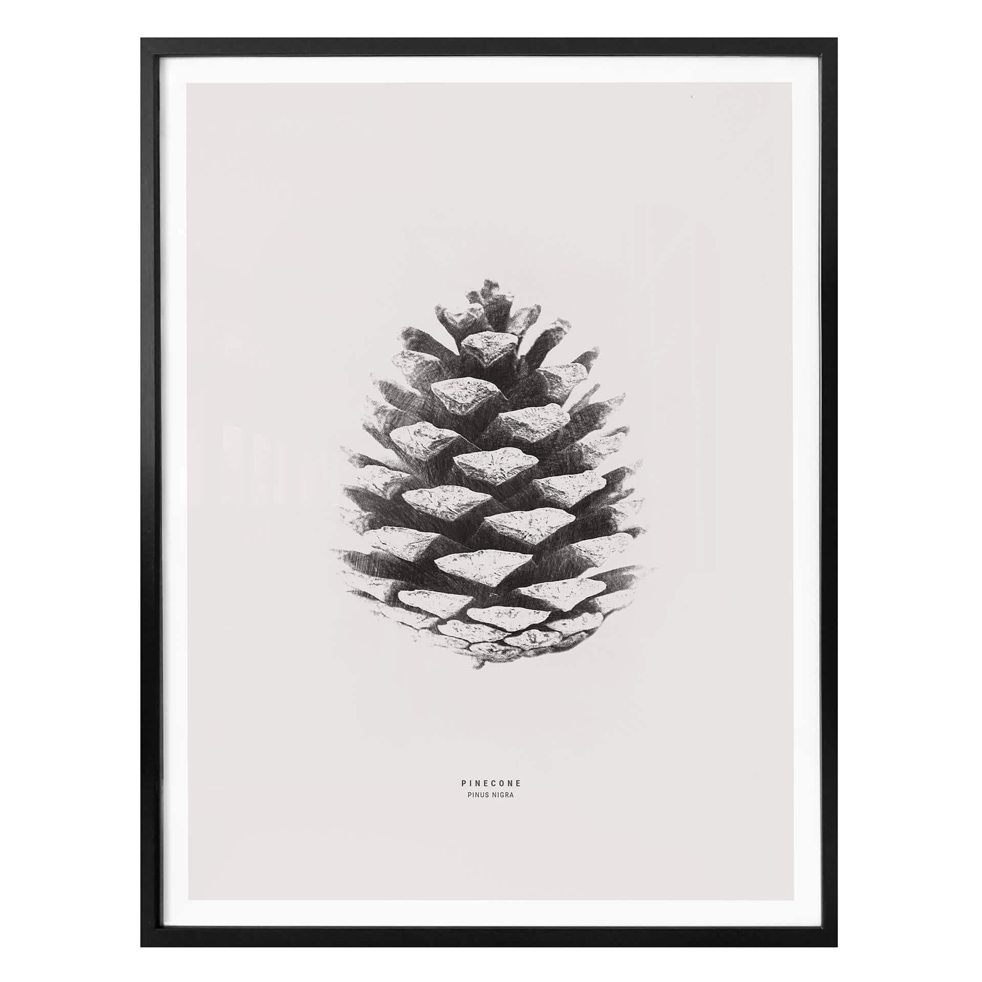 Plakat - Grankogle
