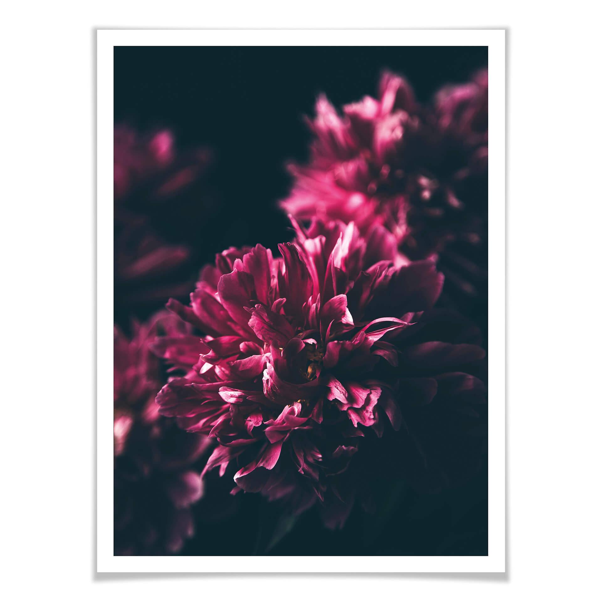 Plakat Pink Flower Dream 01