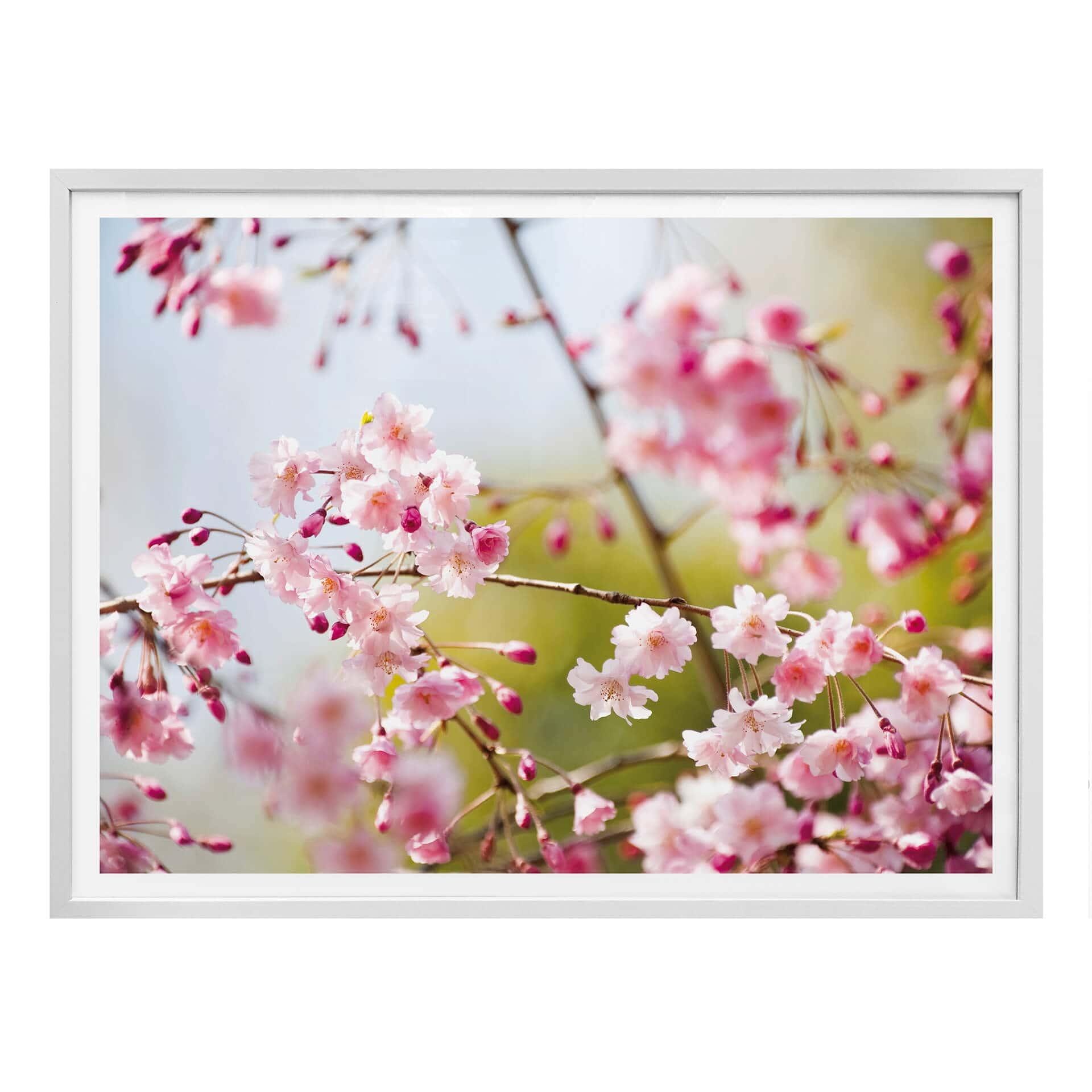 Poster - Cherry Blossoms