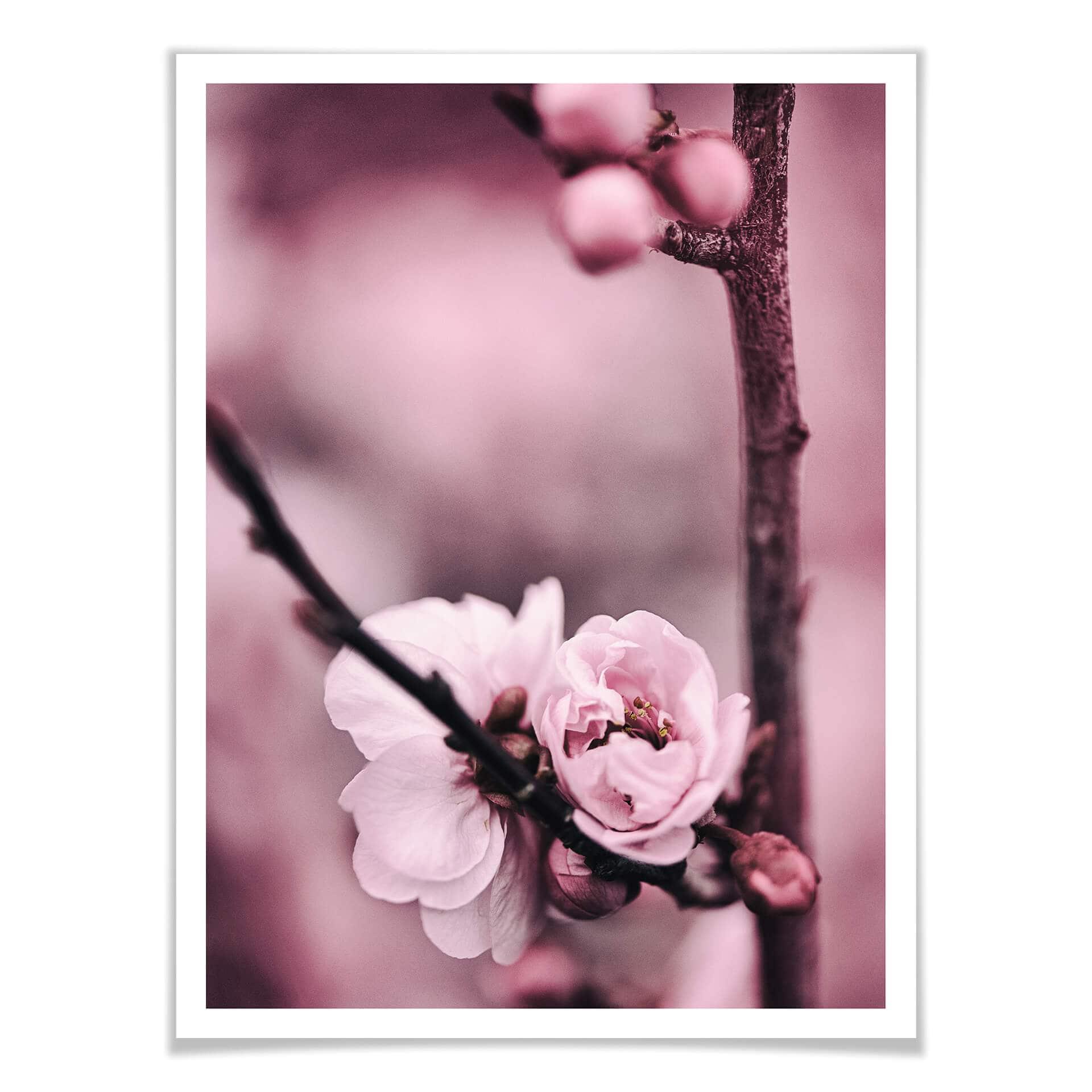 Plakat - Blomsterknopper