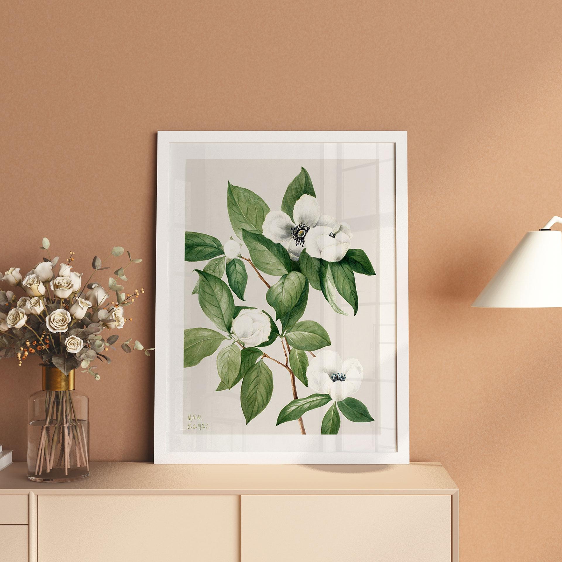 Póster ilustración botánica de una camelia falsa - Walcott
