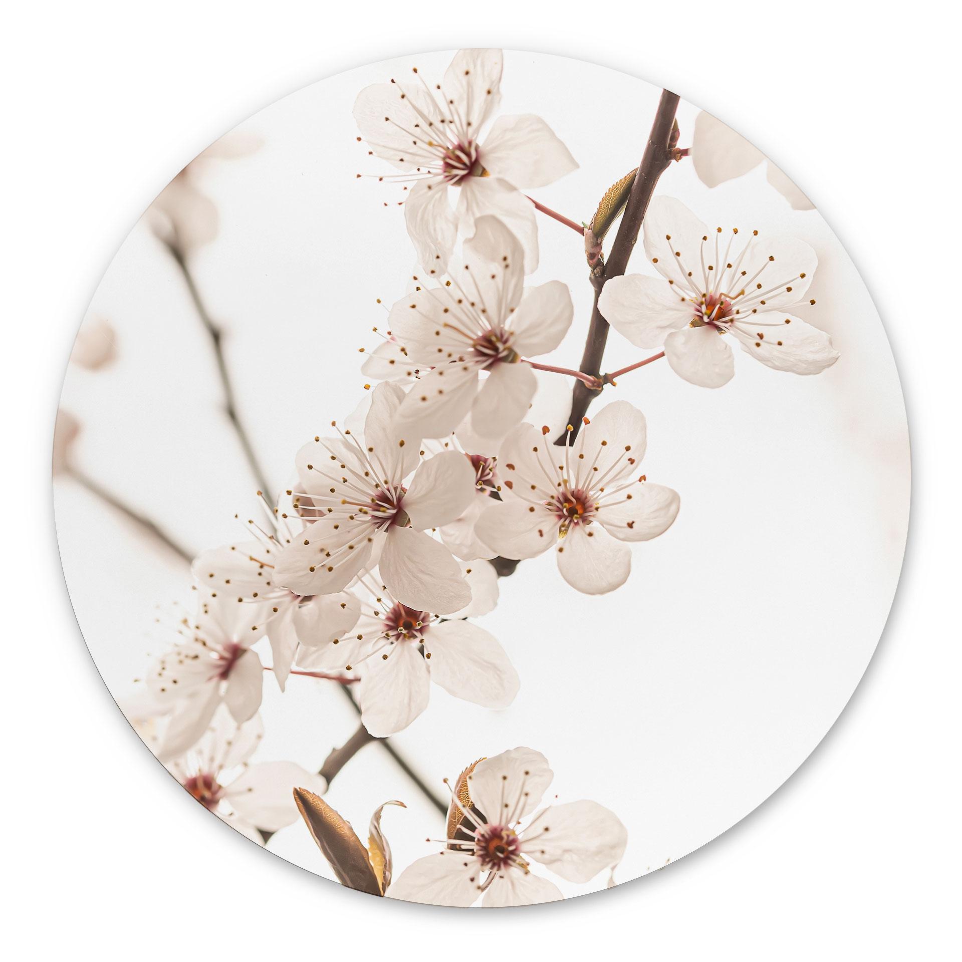 Billede Gren med hvide kirsebærblomster - Sisi & Seb - rund – print på aluminium (Alu-Dibond)