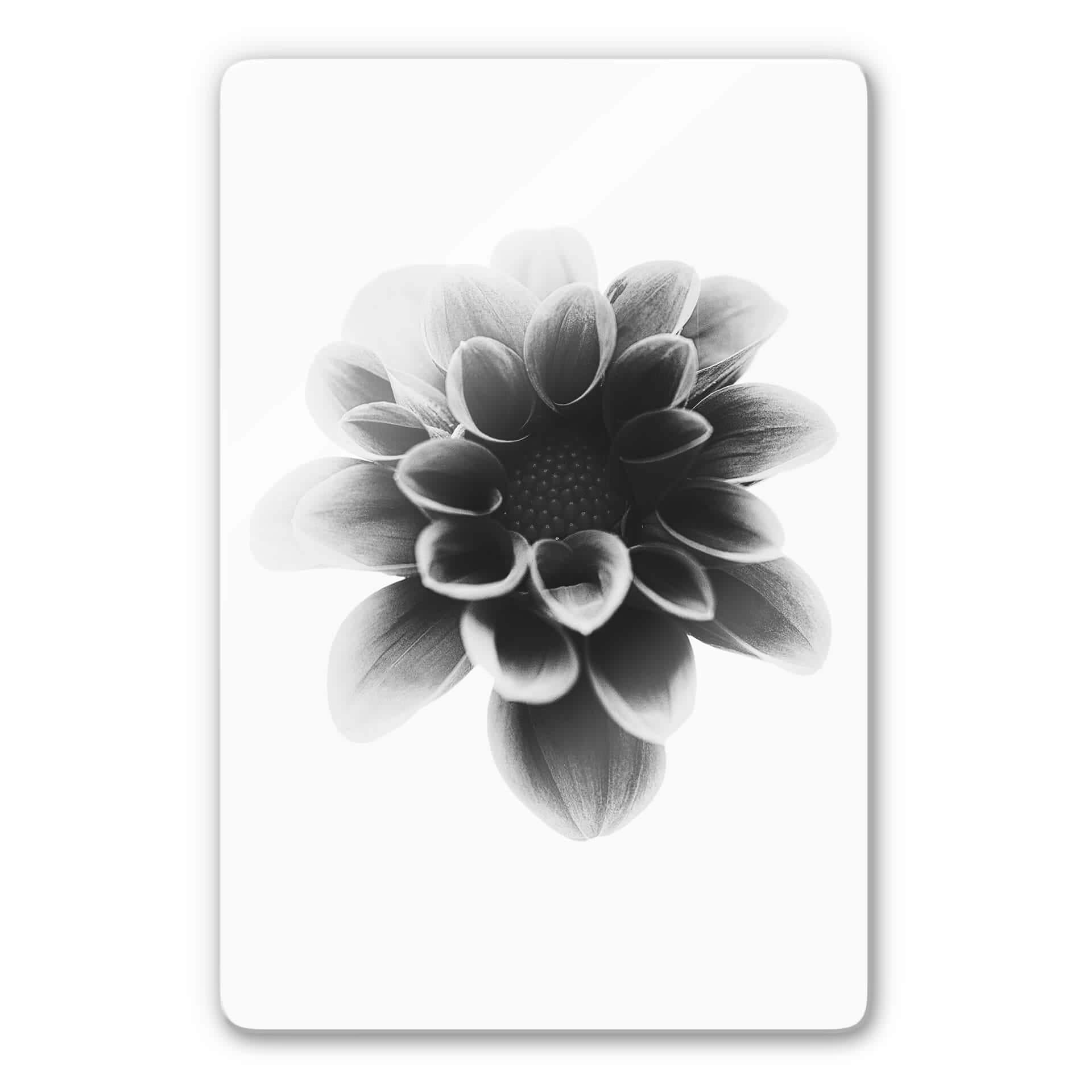 Glasschilderij Grønkjær - Dahlia