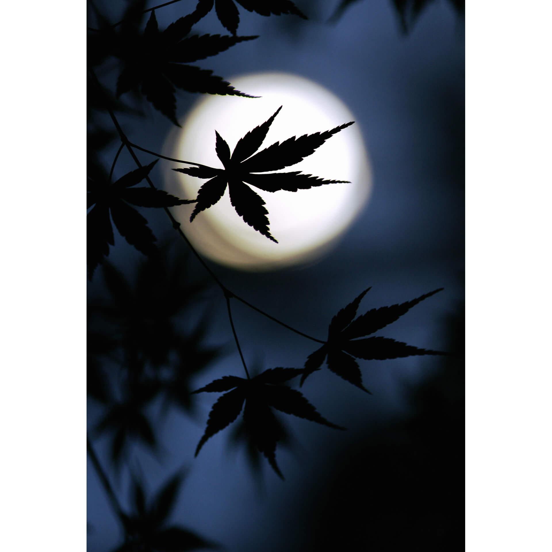 Fotobehang Tomihisa - Japanse Esdoorn in het Maanlicht
