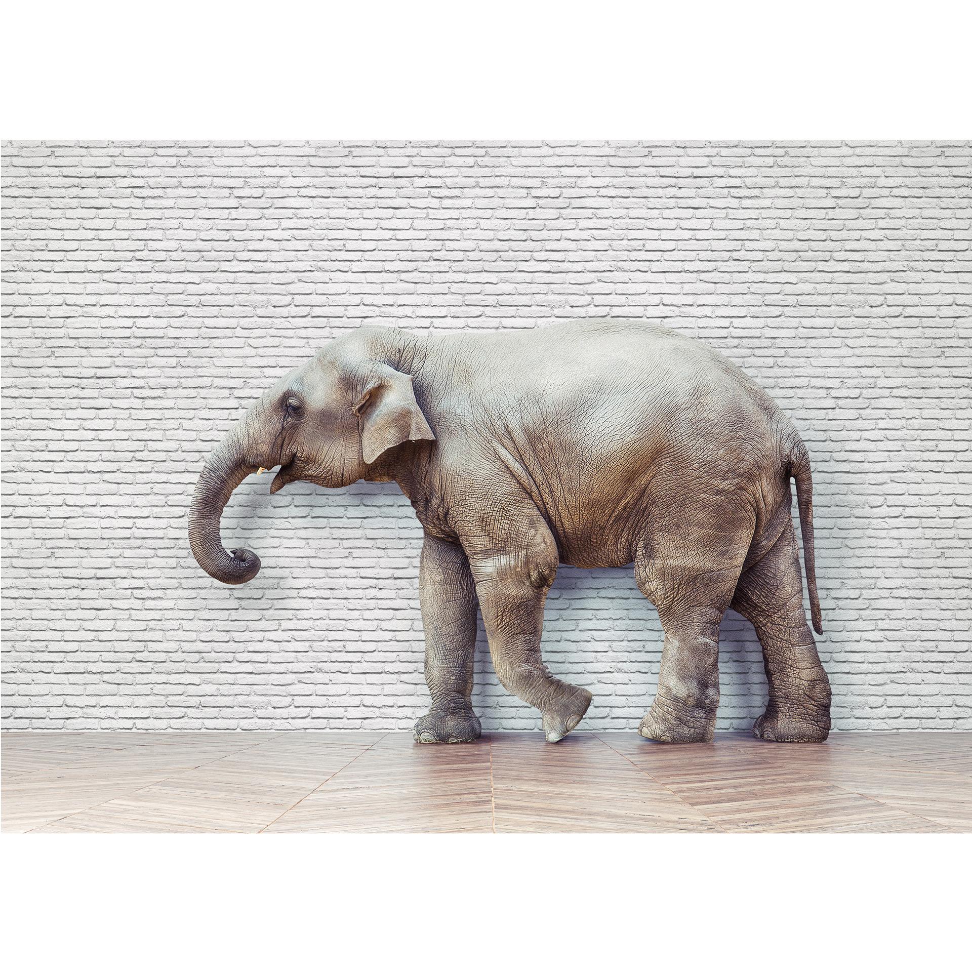 Fototapete The Walking Elephant