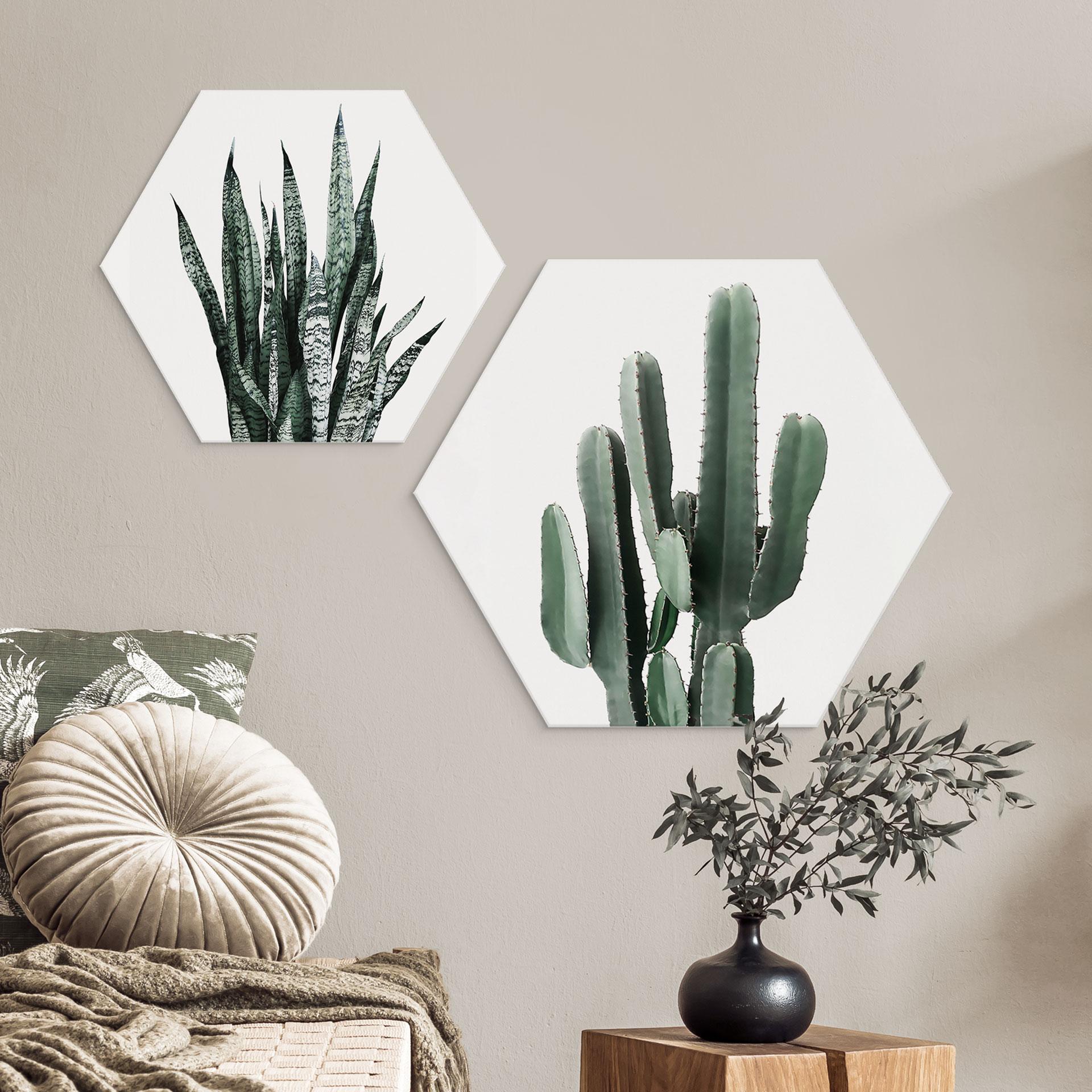 Hexagon Dibond Kaktusplante - Sisi & Seb