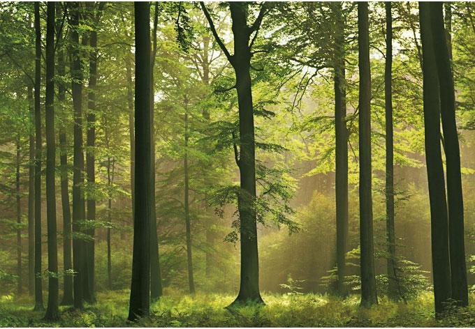 Papierbehang Herfstbos