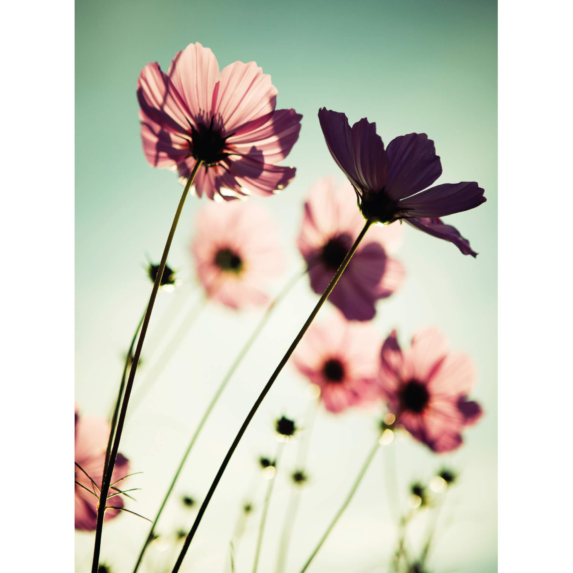 Fotobehang Roze Bloemen