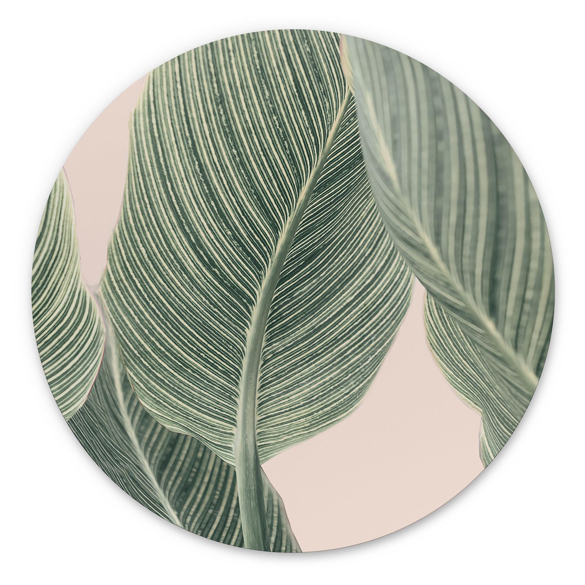 Alu-Dibond Calathea Pflanze - Sisi & Seb - Rund