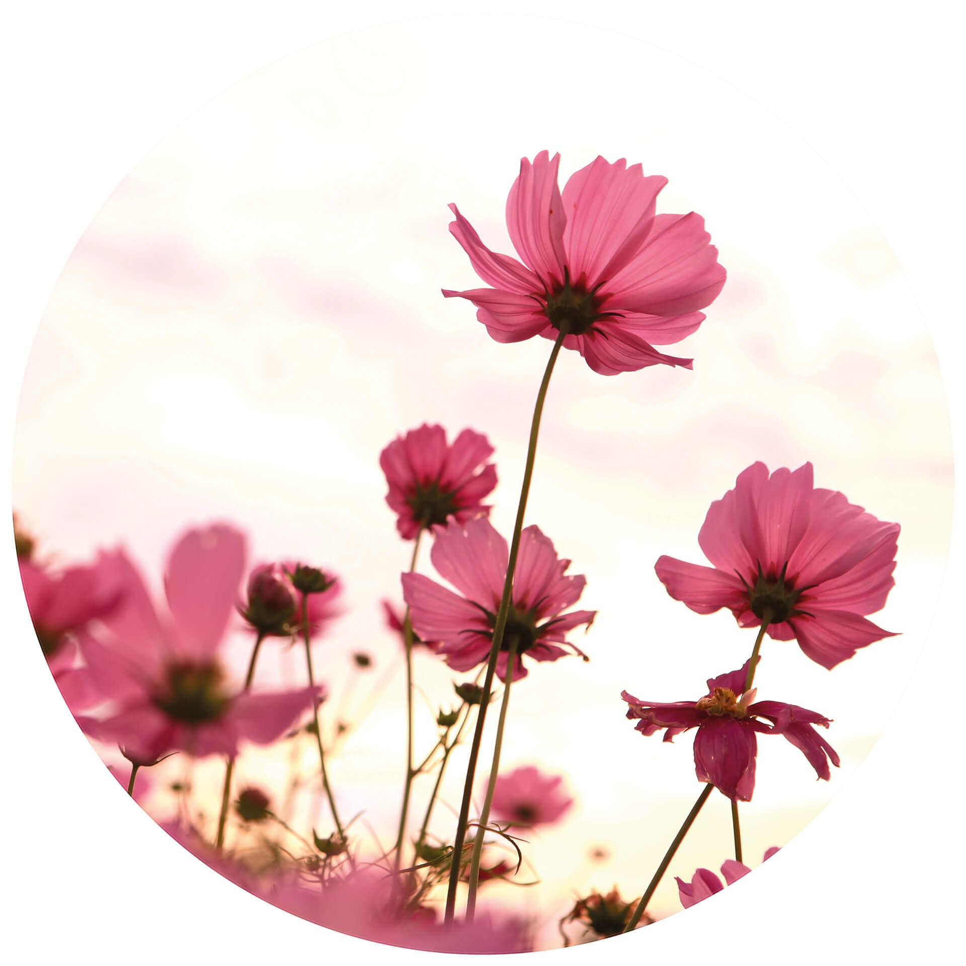 Behangcirkel Pink Flowers - vliesbehang/zelfklevend vliesbehang