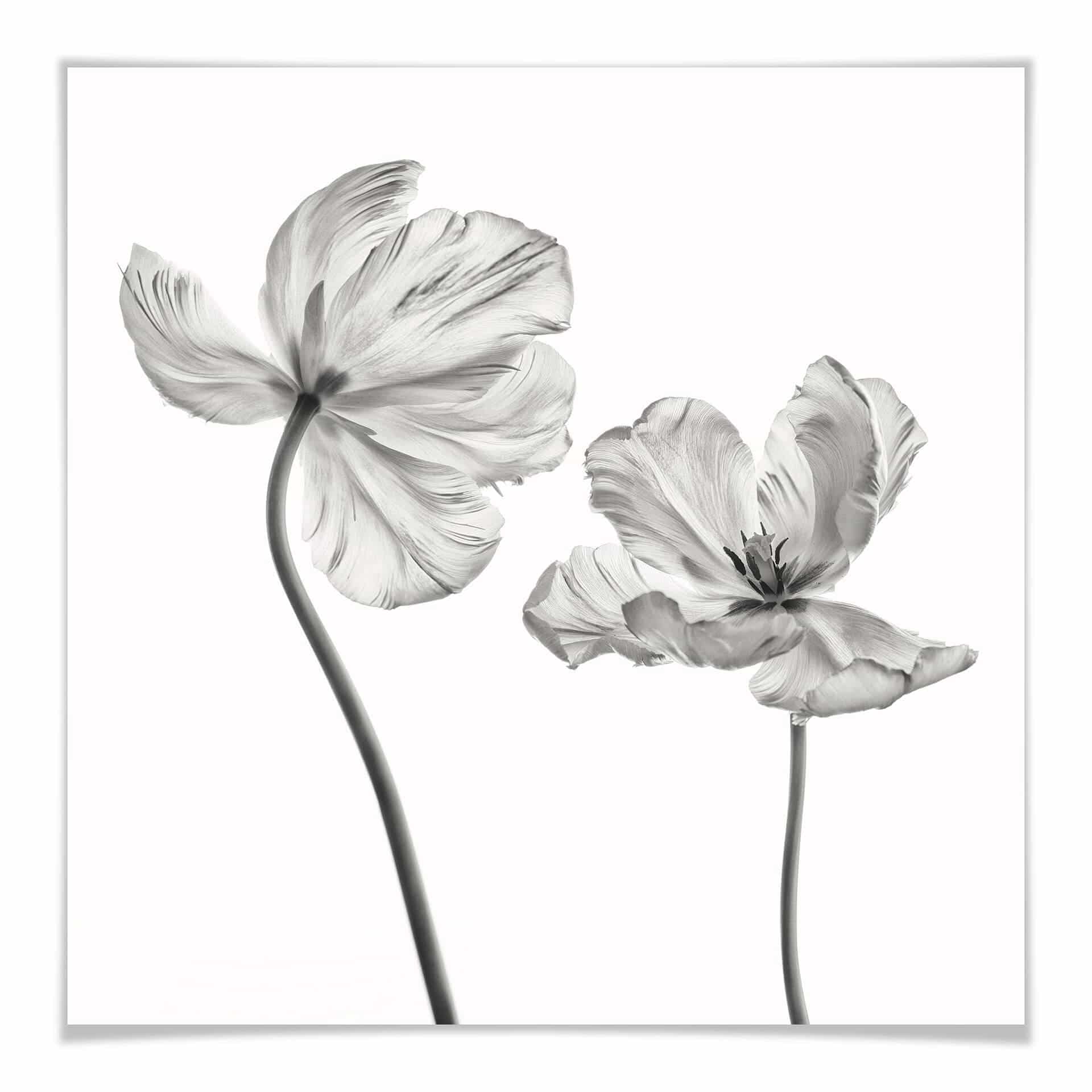 Plakat - Grønkjær - Tulipanblomster